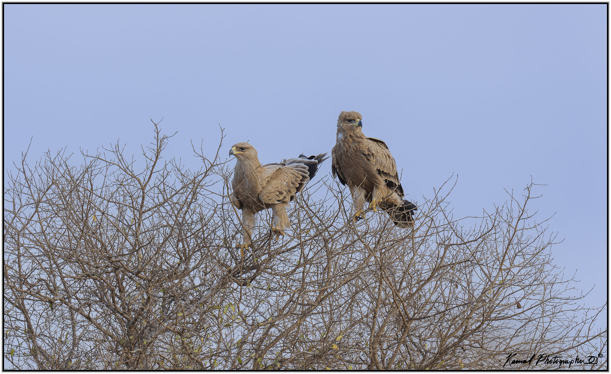 Golden Eagle (Aquila chrysaetos)