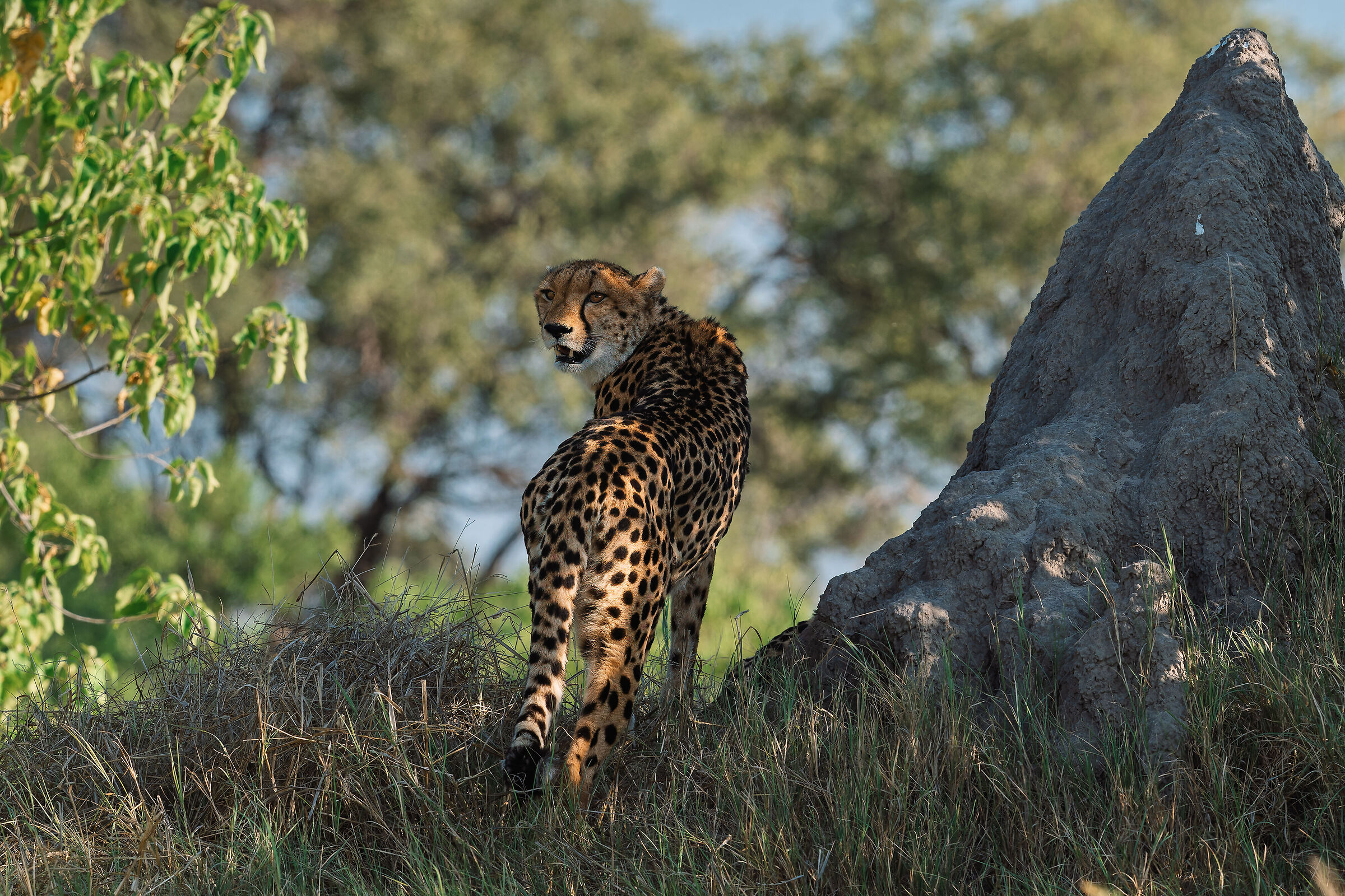 piccola regina del bush