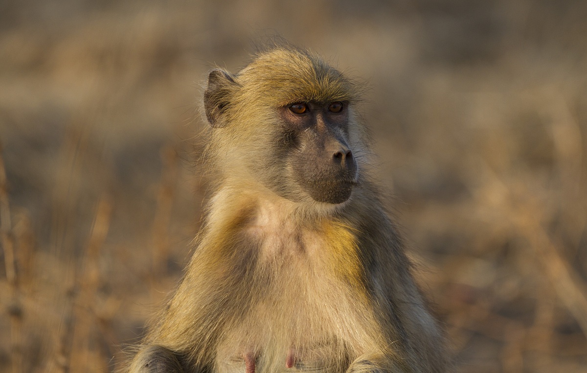 Giovane babbuino (Papio cynocephalus)
