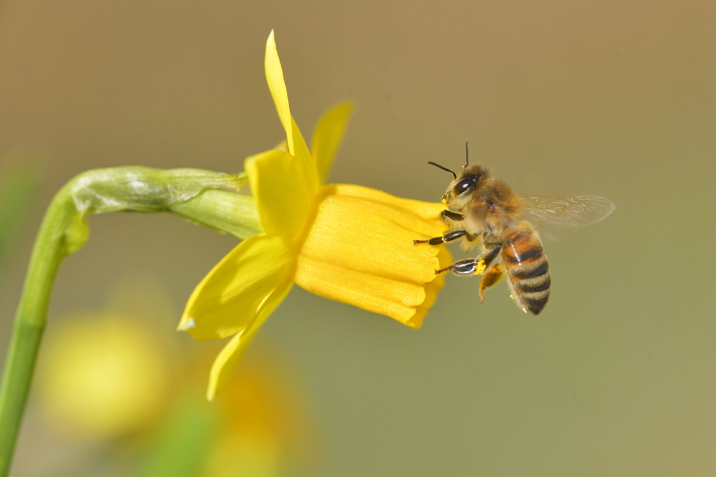 La primavera si avvicina
