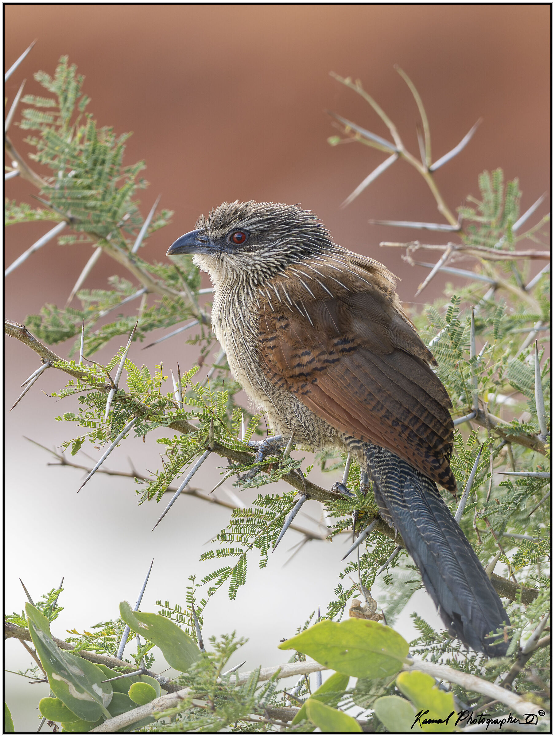 White-browed coucal(Centropus superciliosus)