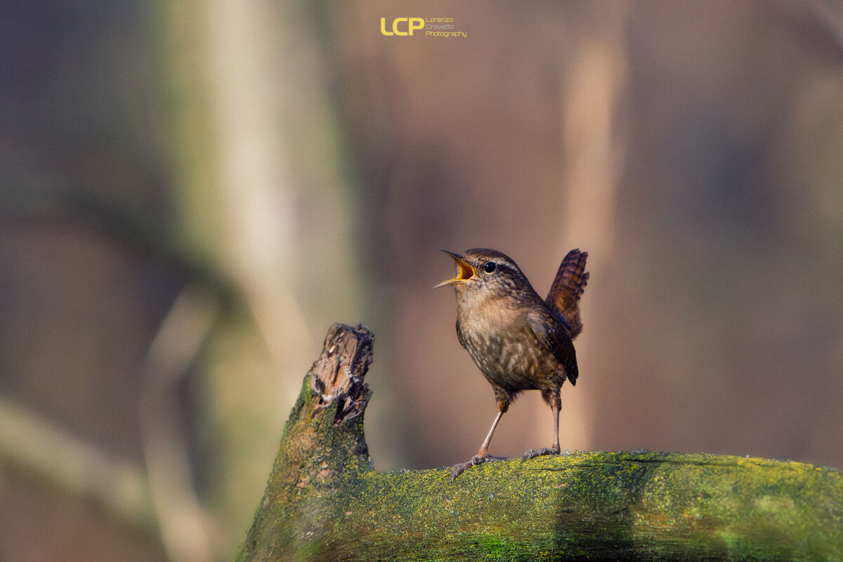The Little Angry Wren