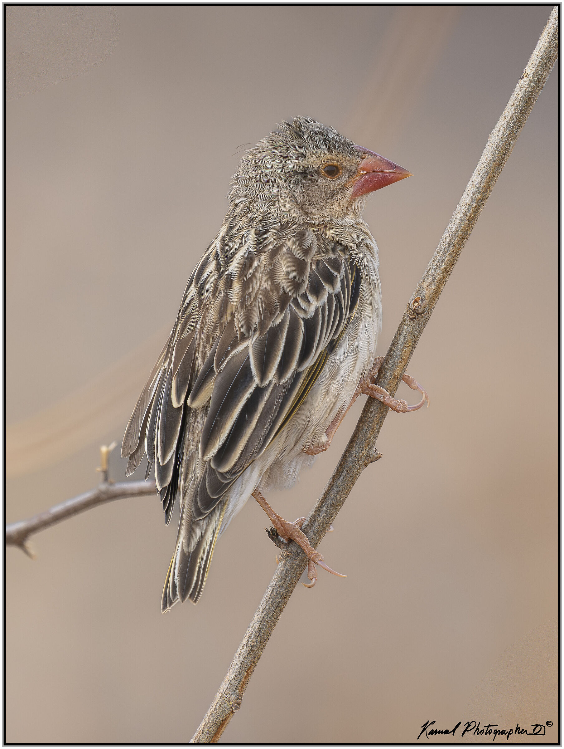 Common Quelea (Quelea quelea)