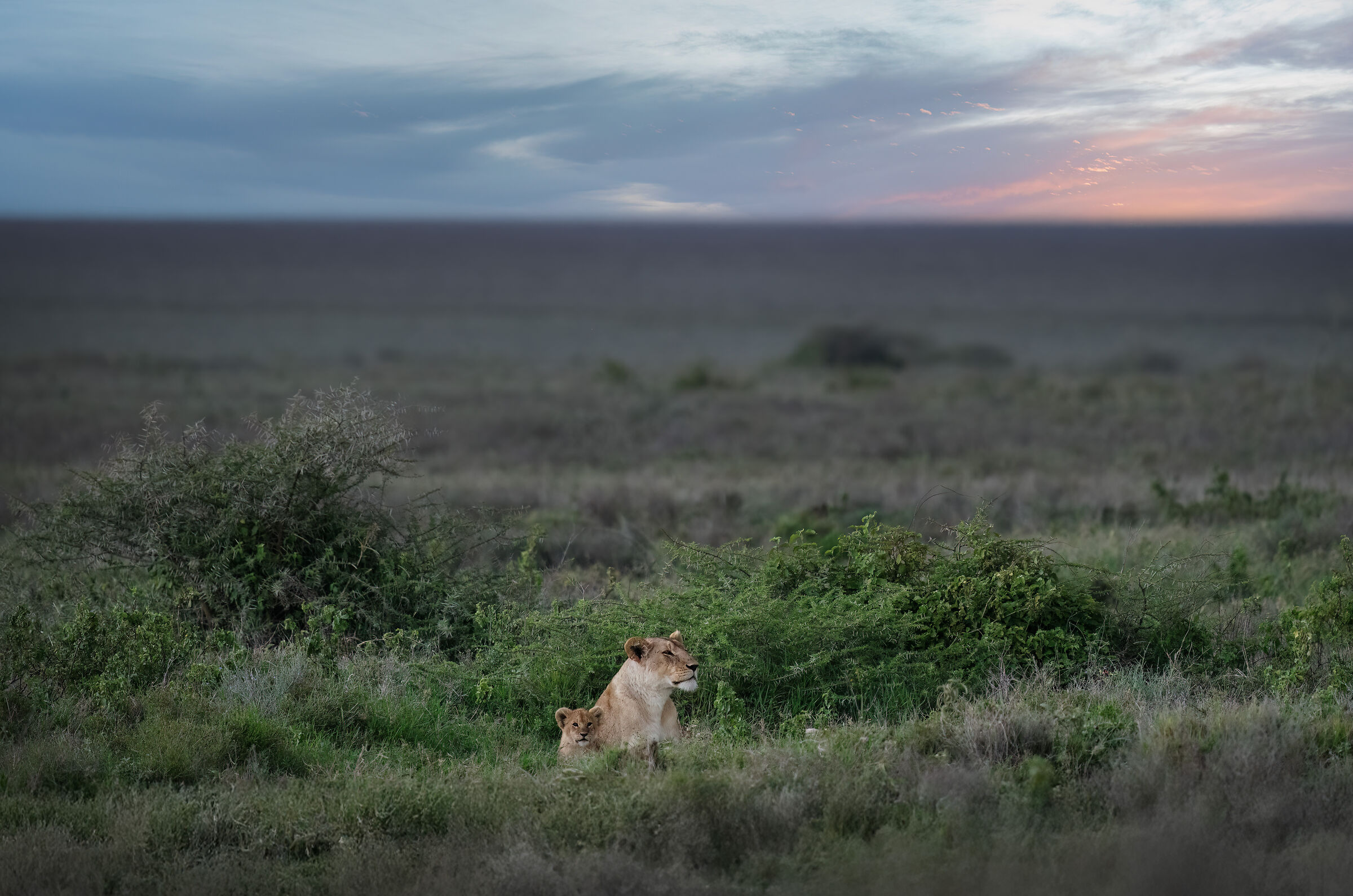 Serengeti