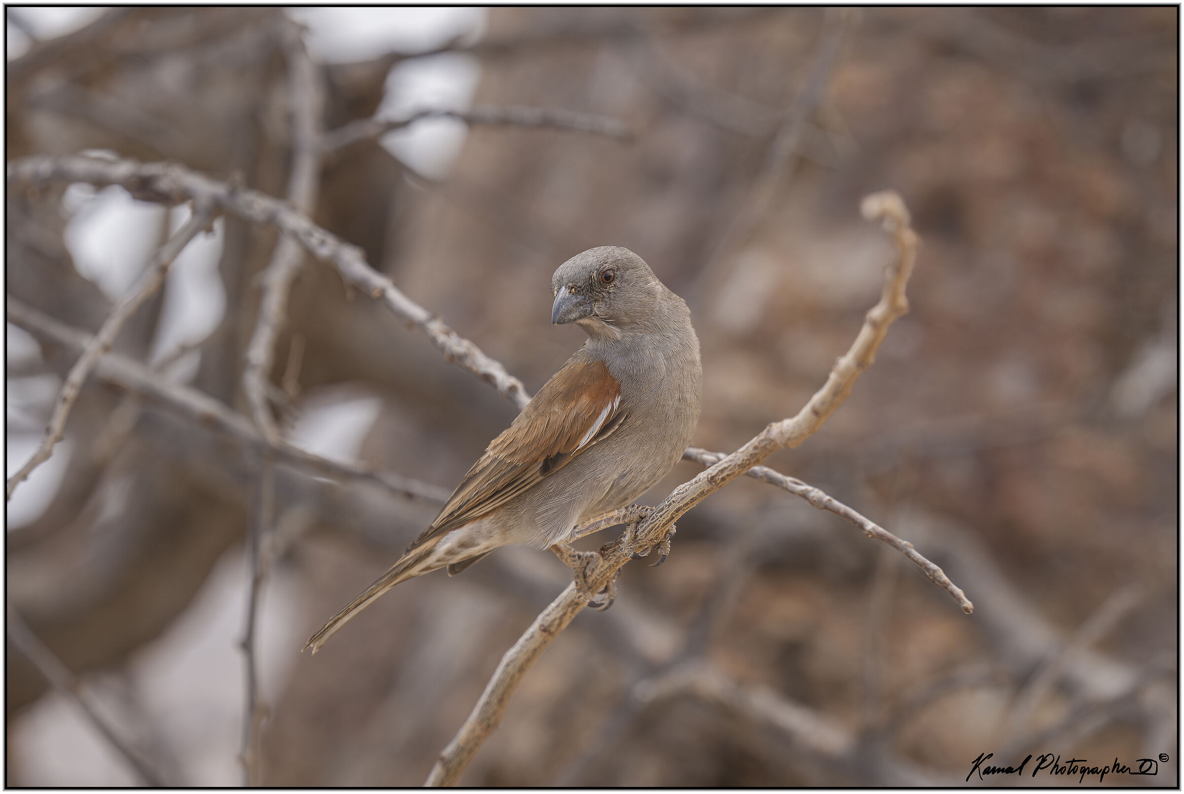 Grey-headed Sparrow (Passer griseus)