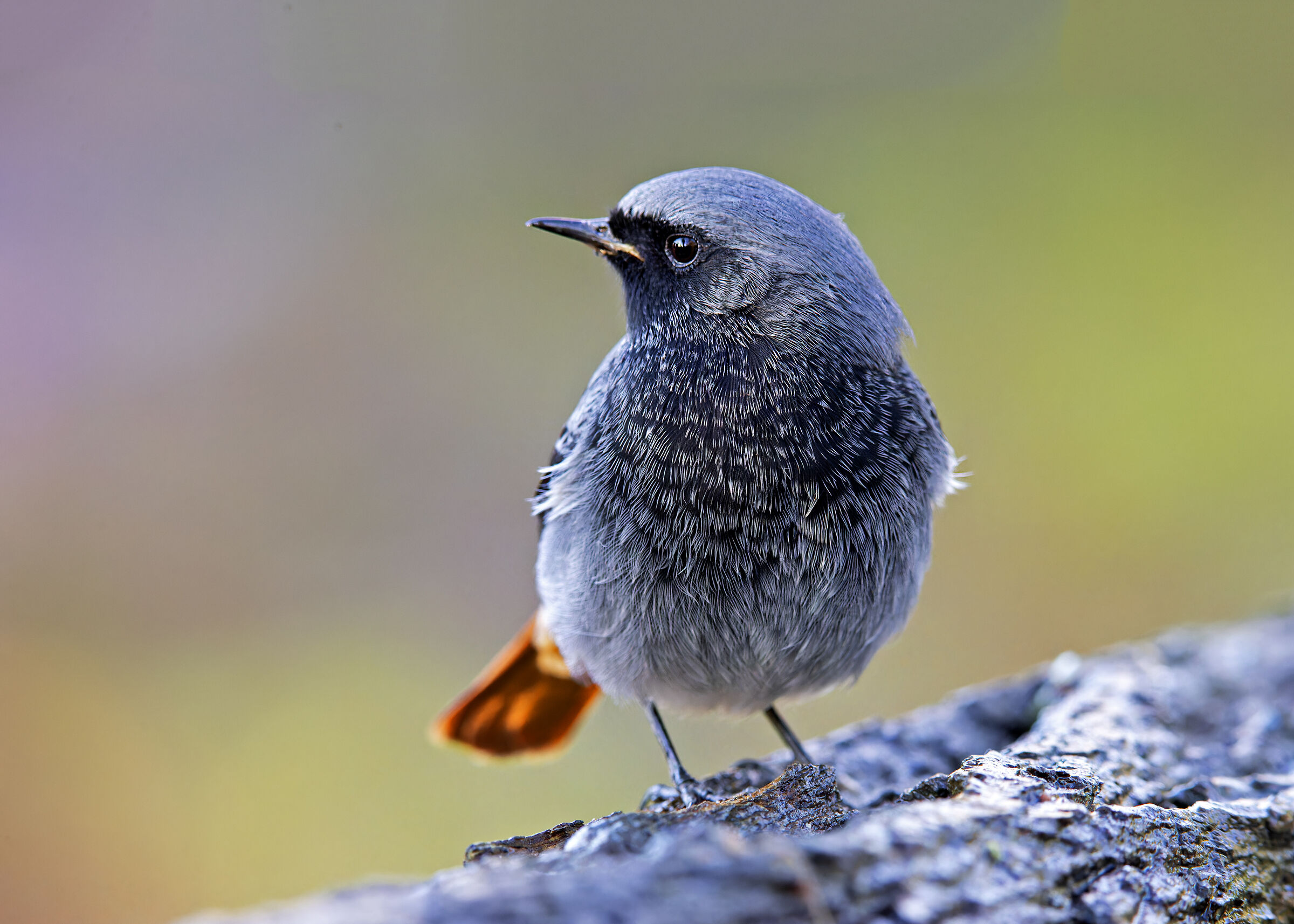 Chimney Sweep Redstart