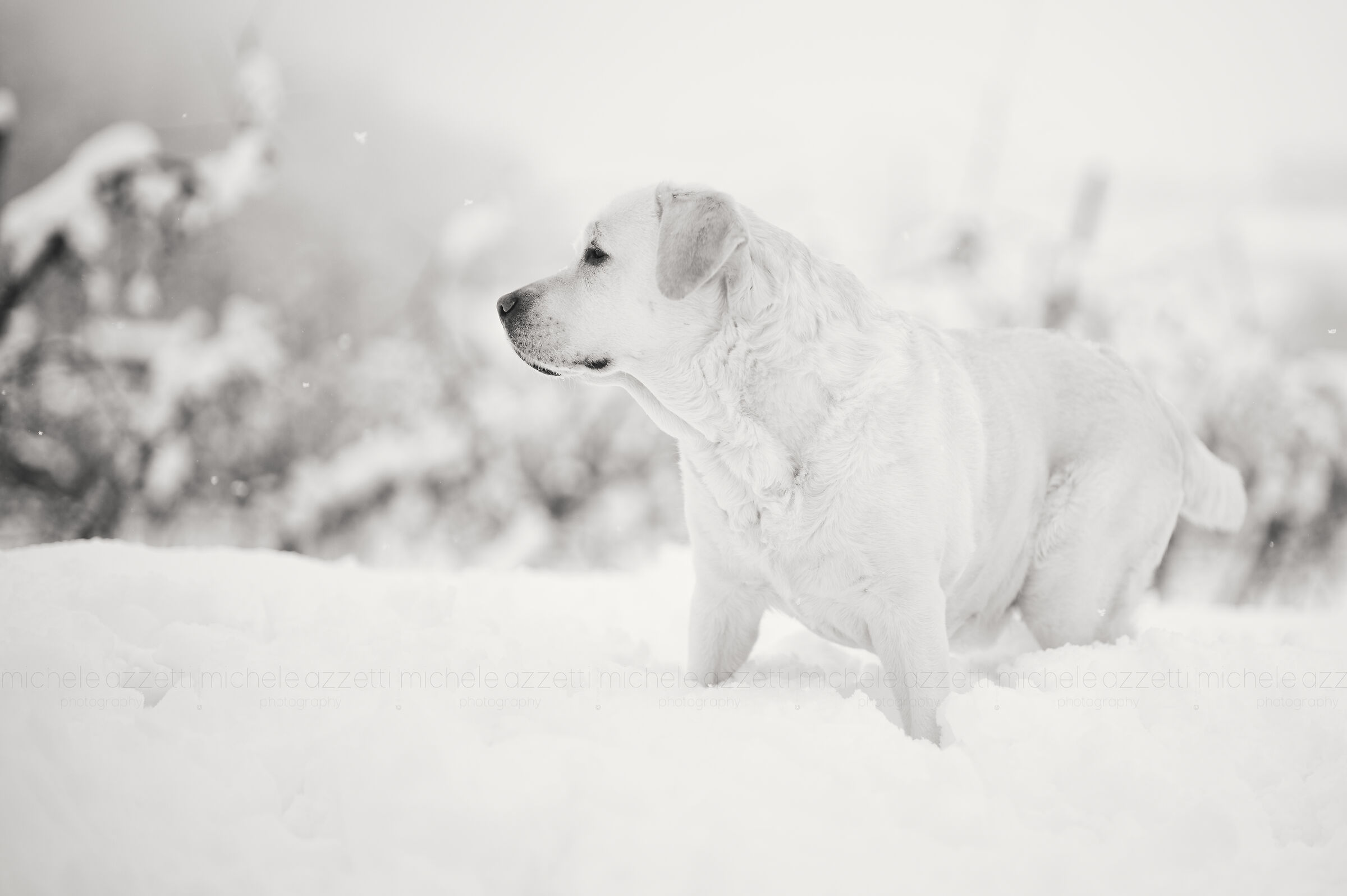 Martina