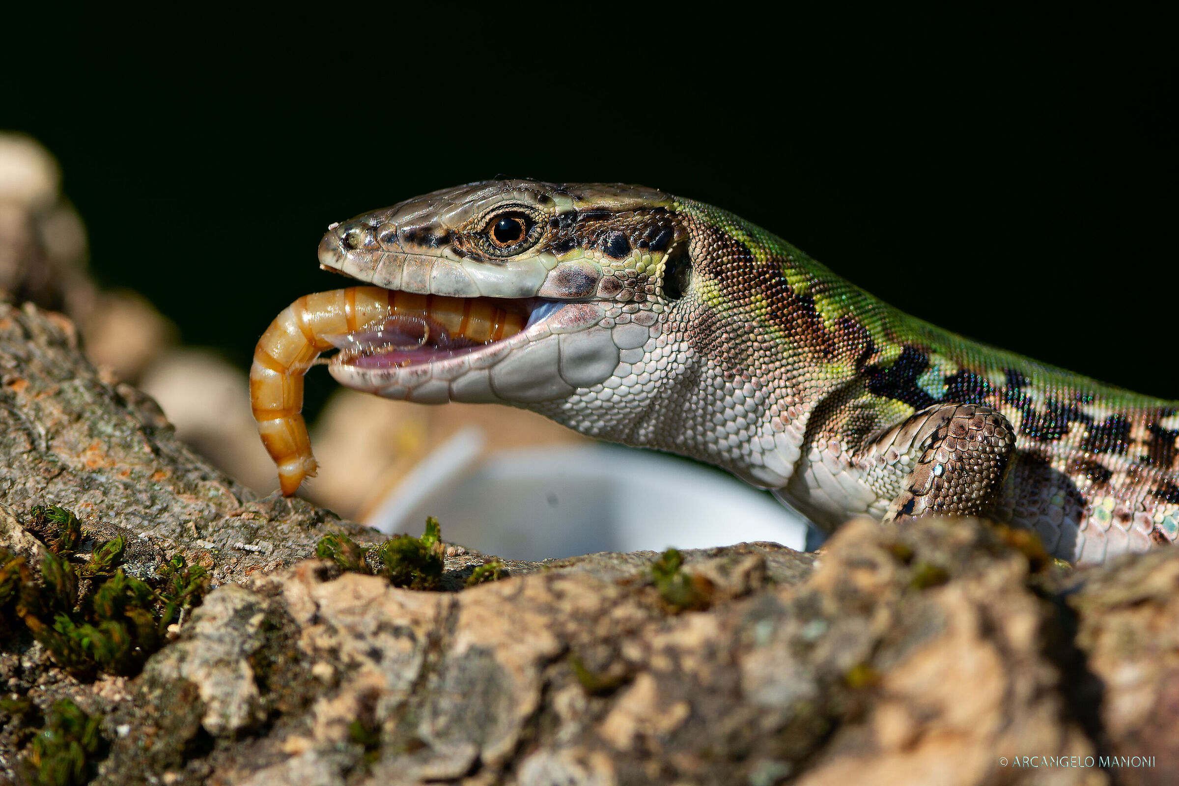 La colazione della lucertola
