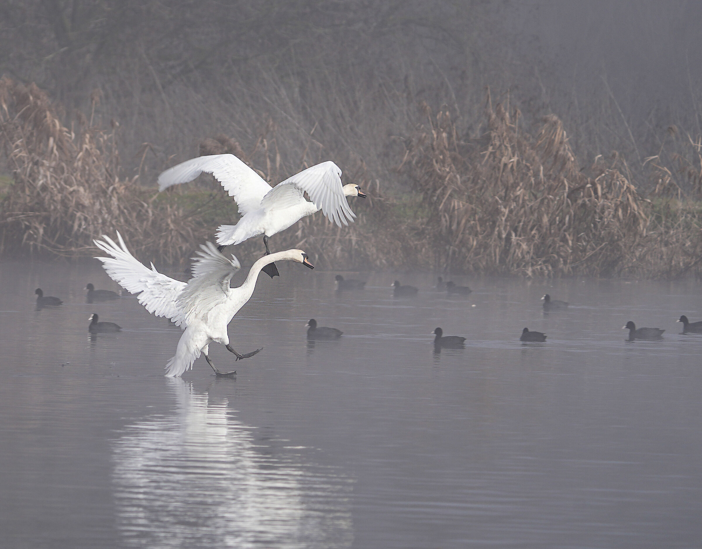 Courtship