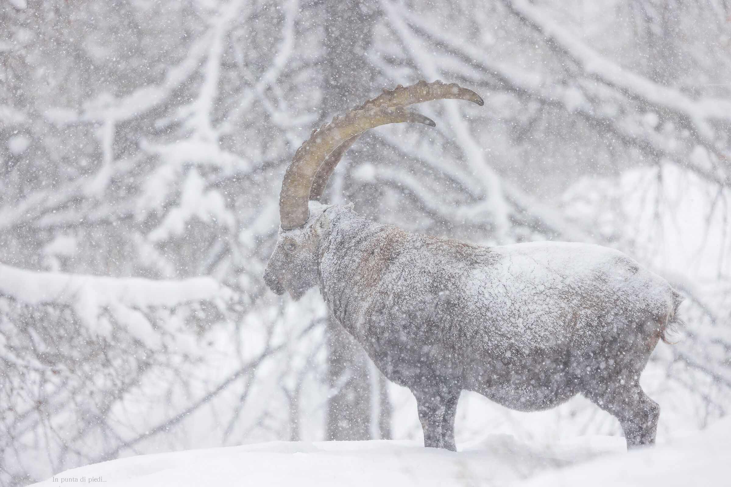 impassive Alpine ibex