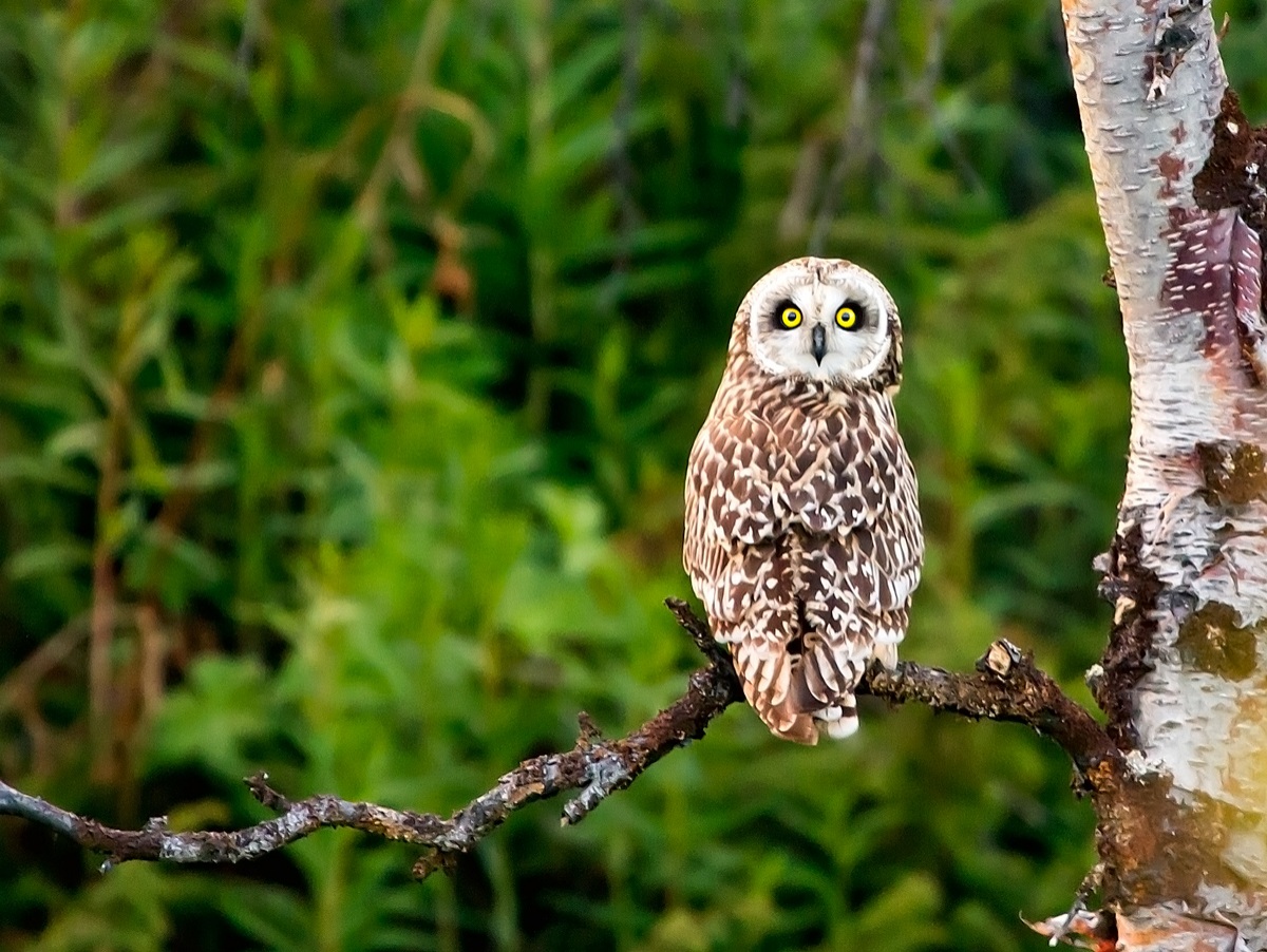 Short-eared Owl