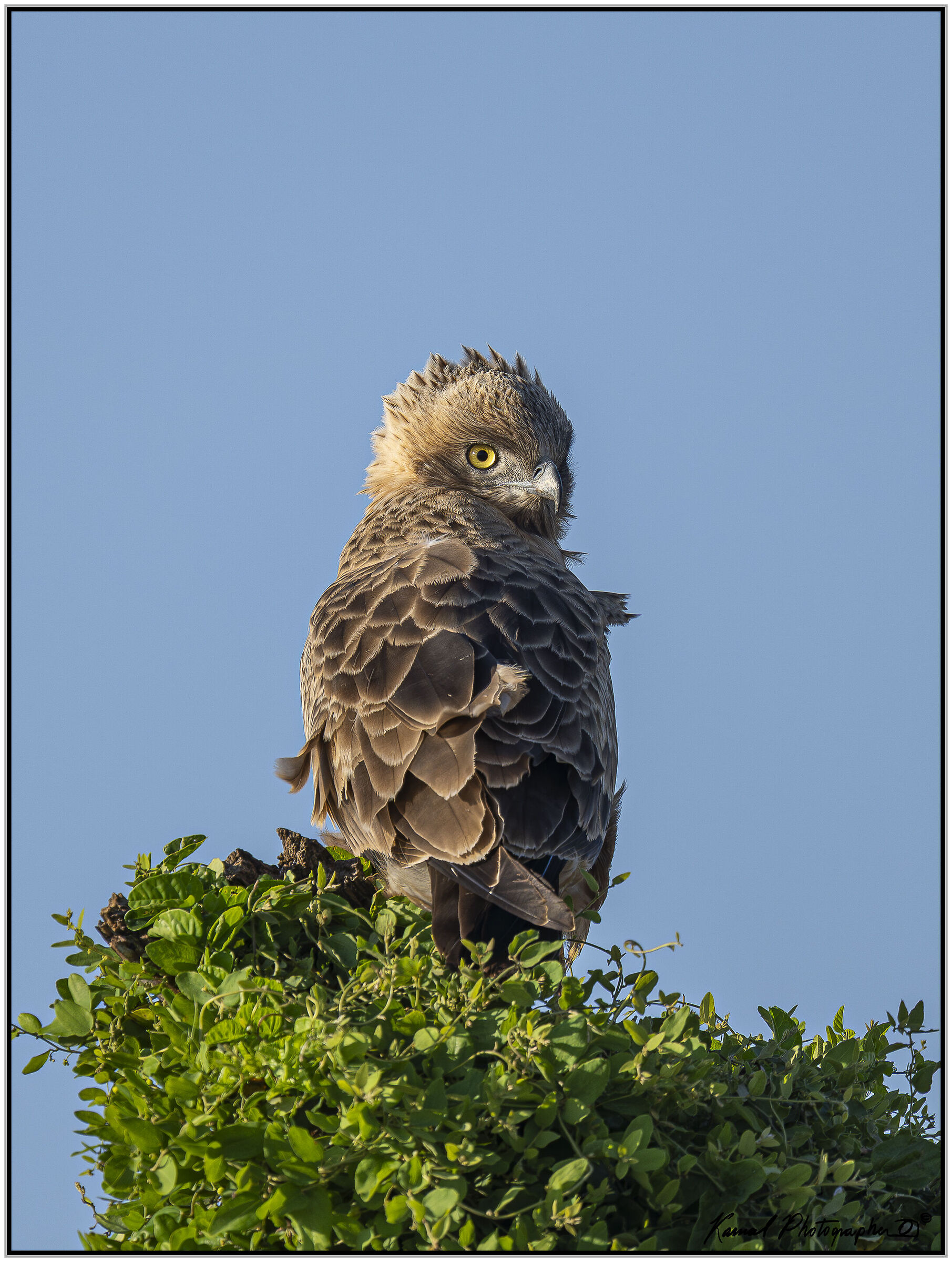 Birds Snake Eagle (Circetus gallicus)