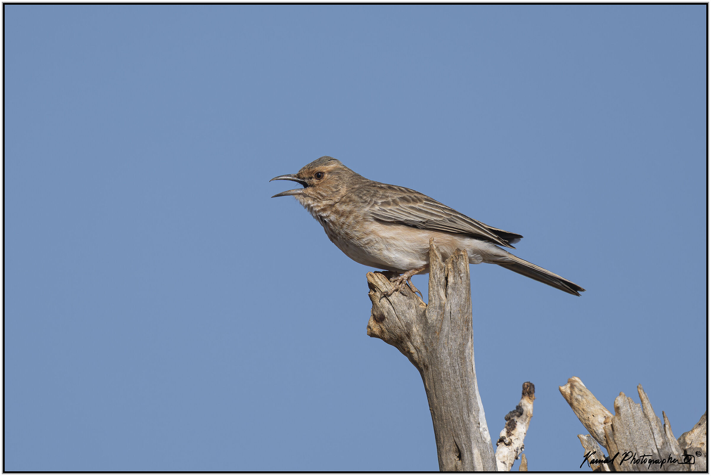 Pink-breasted Skylark (Calendulauda poecilosterna)