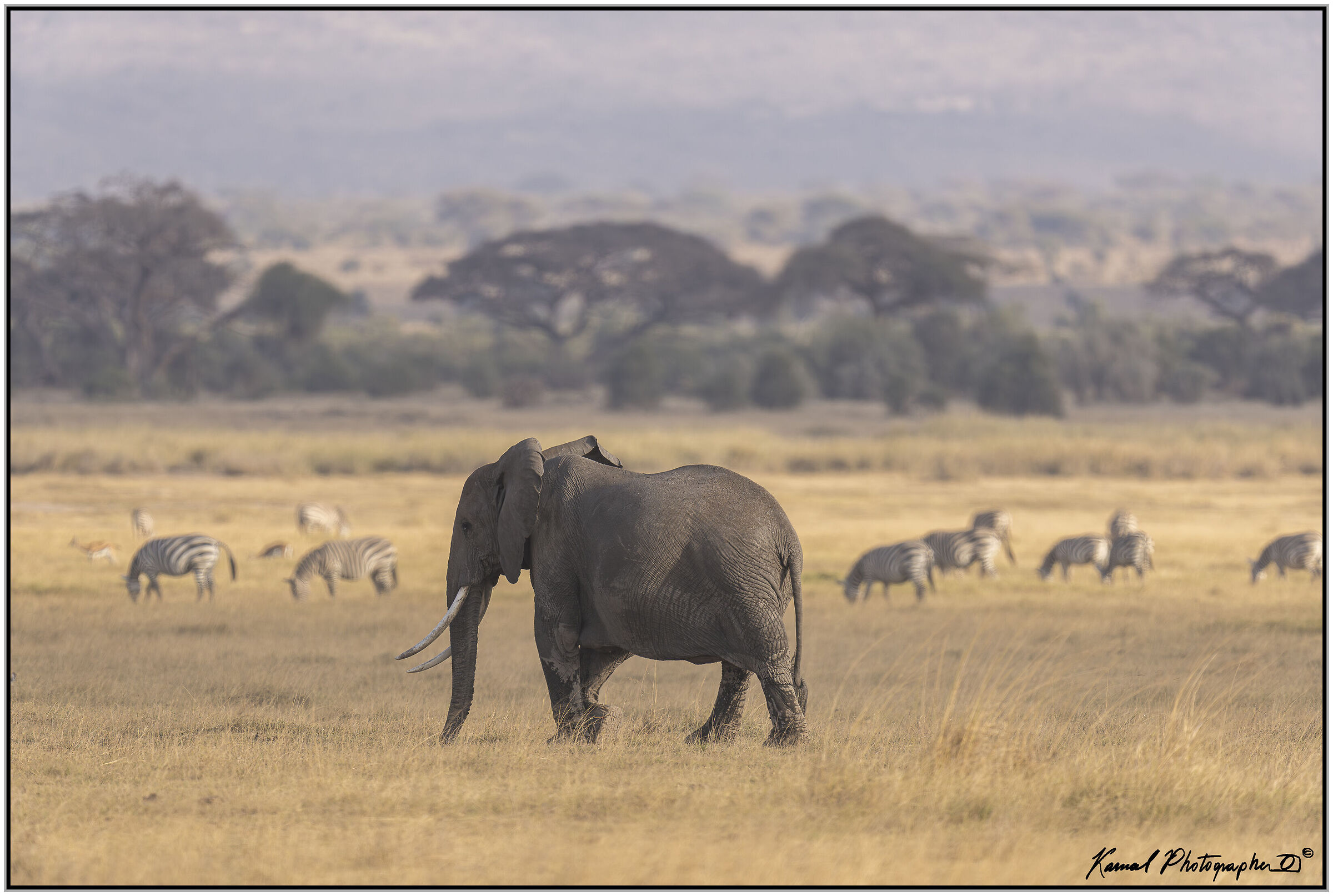 Loxodonta africana