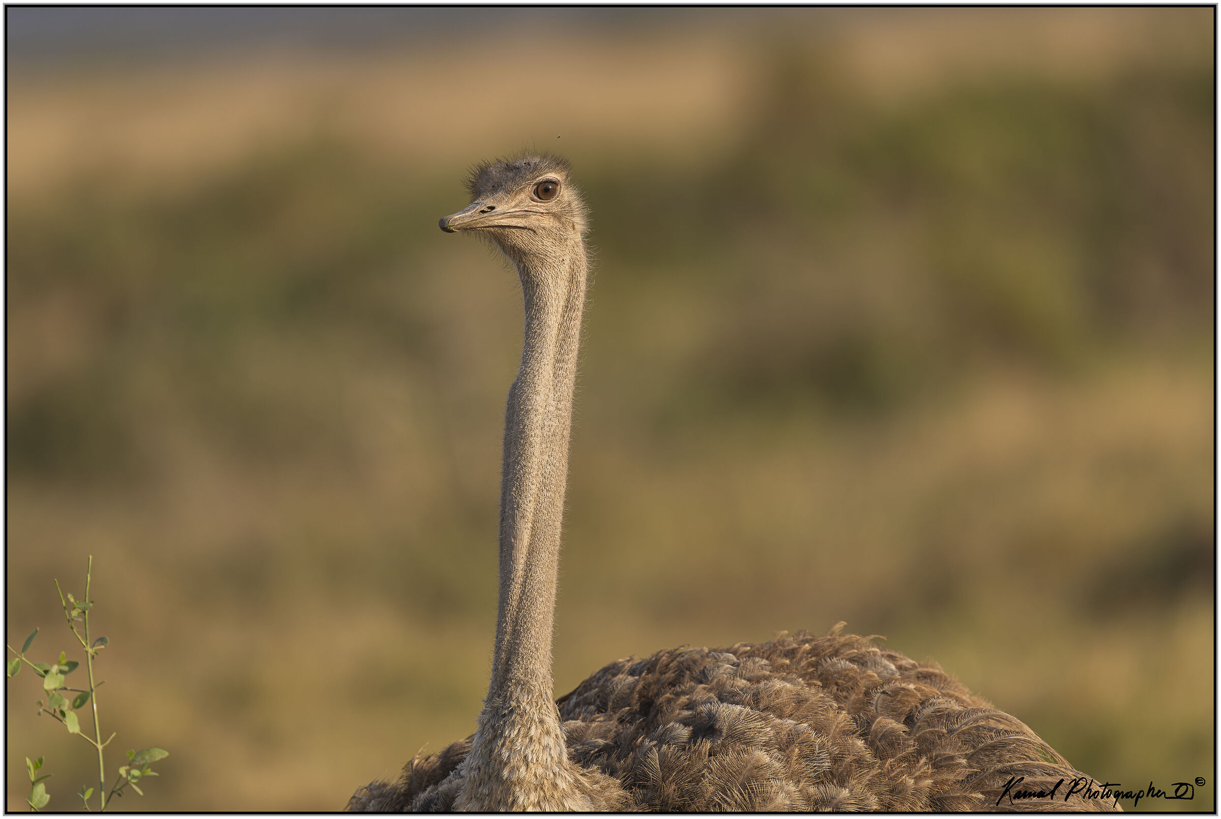 South African ostrich