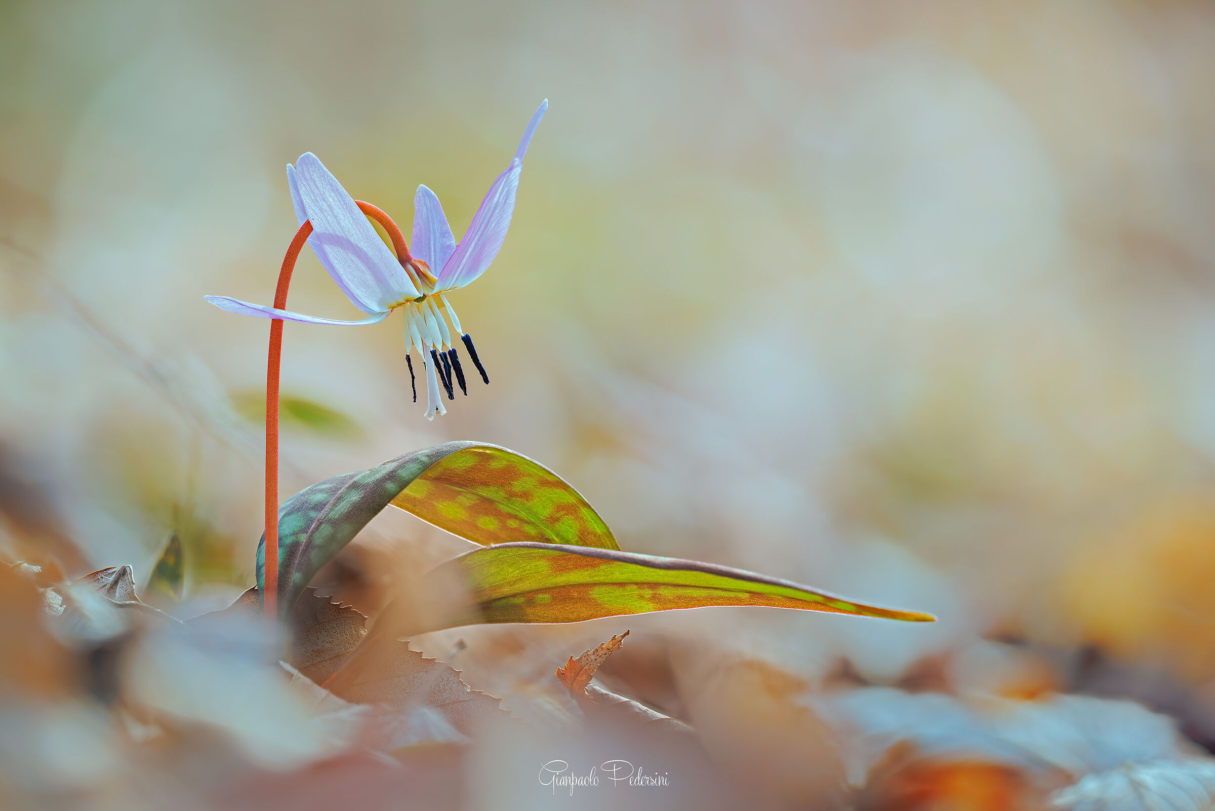 Delicatezza nel bosco