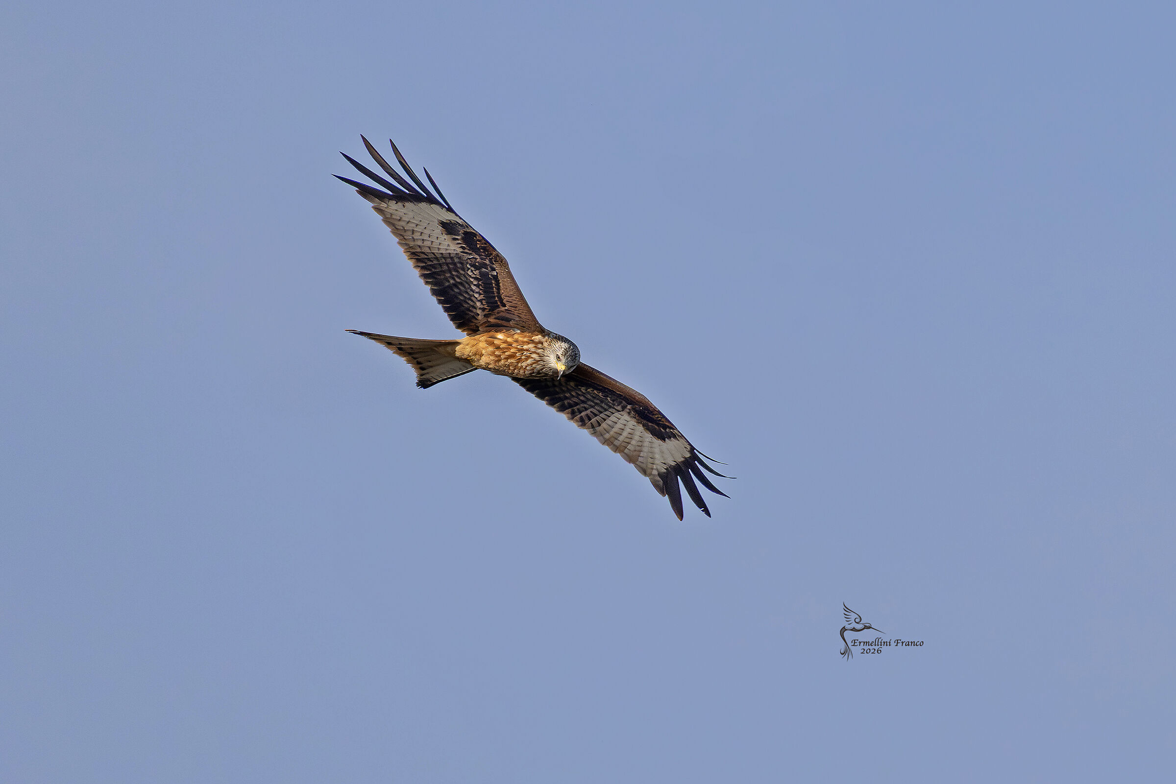 Red Kite
