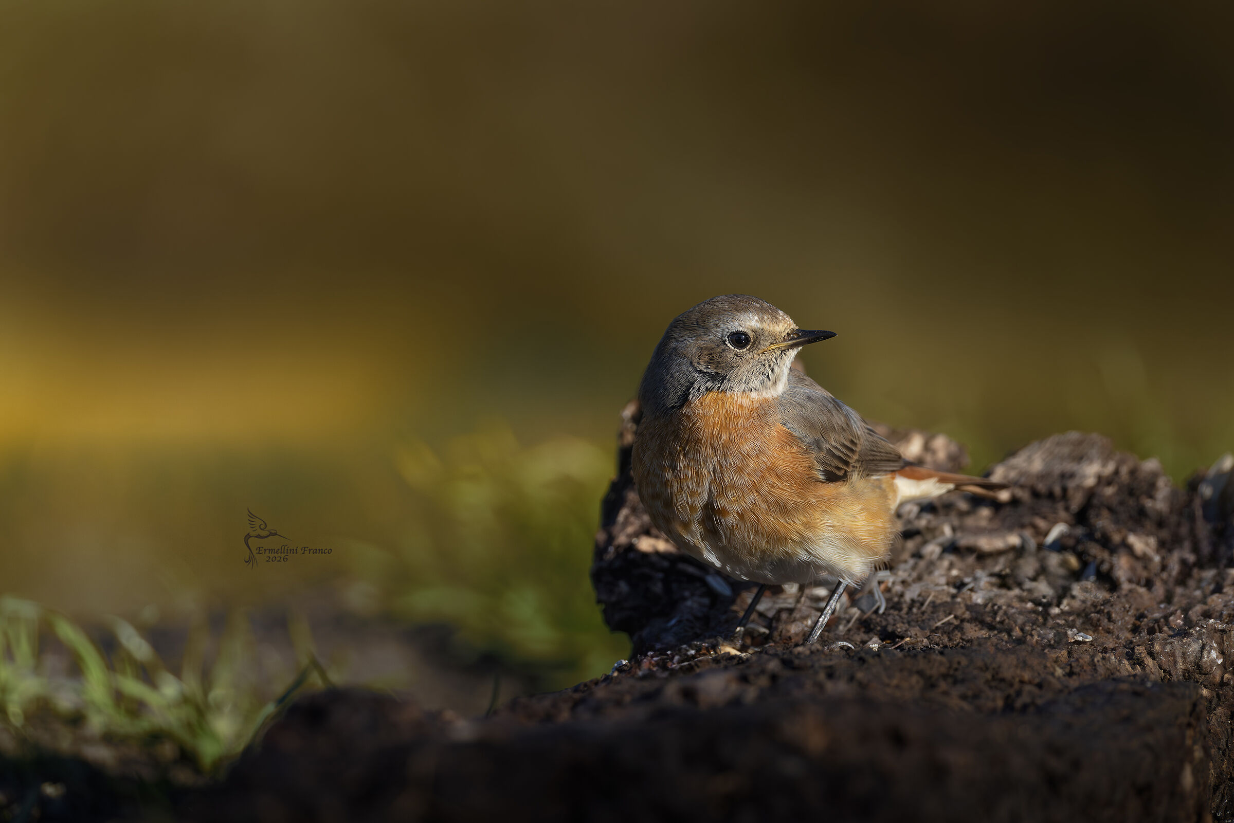 Redstart