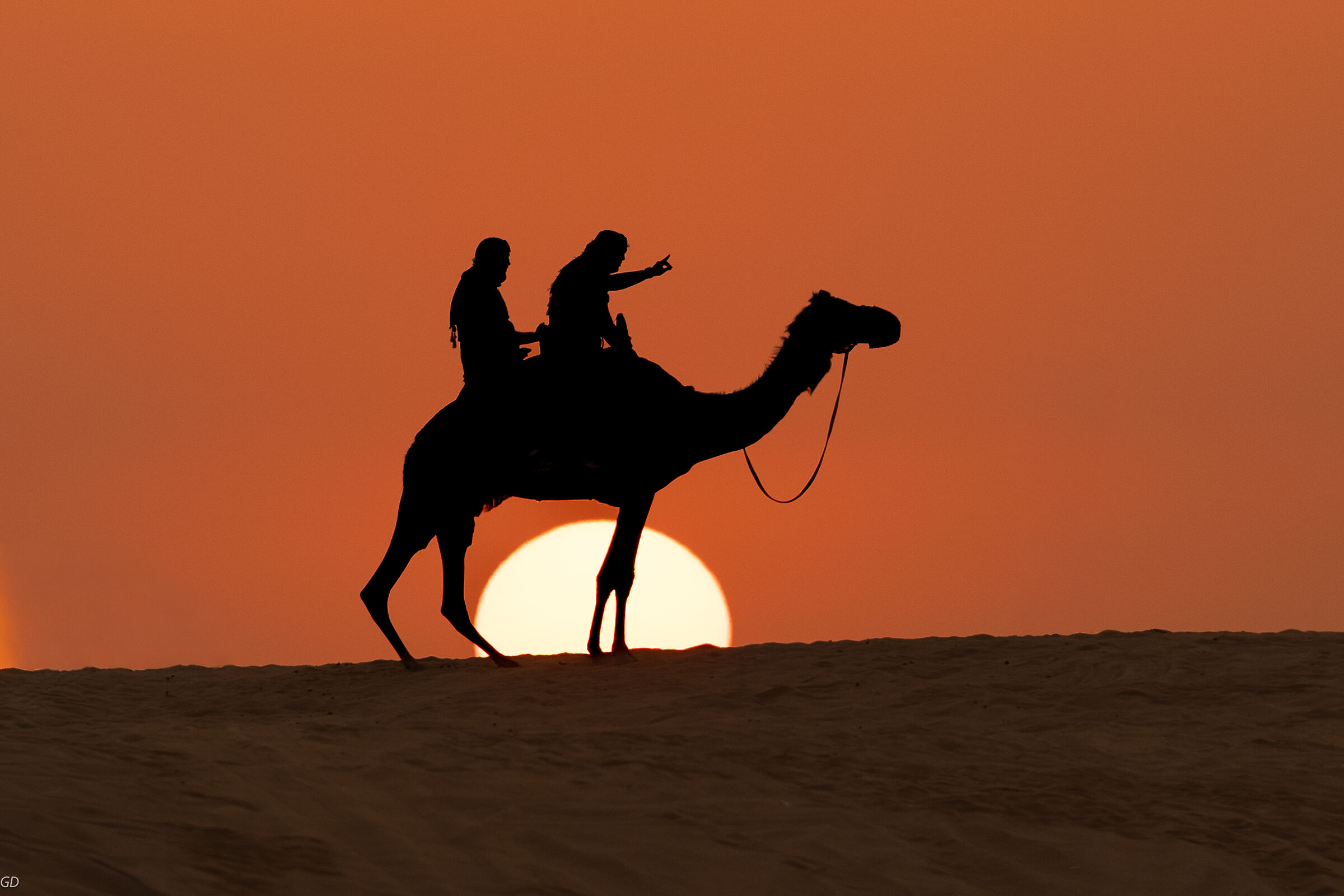 Camel moves