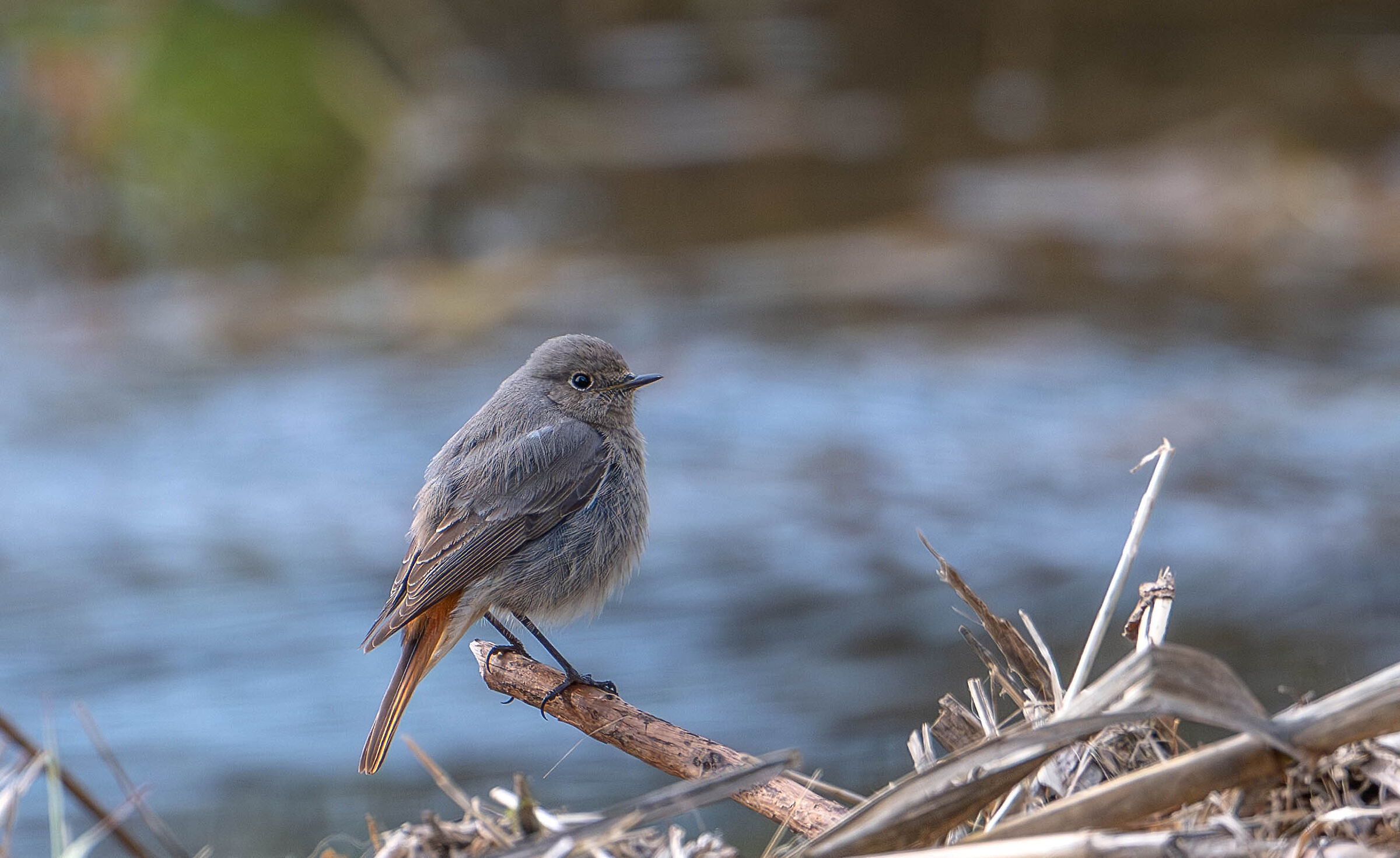 Chimney Sweep Redstart