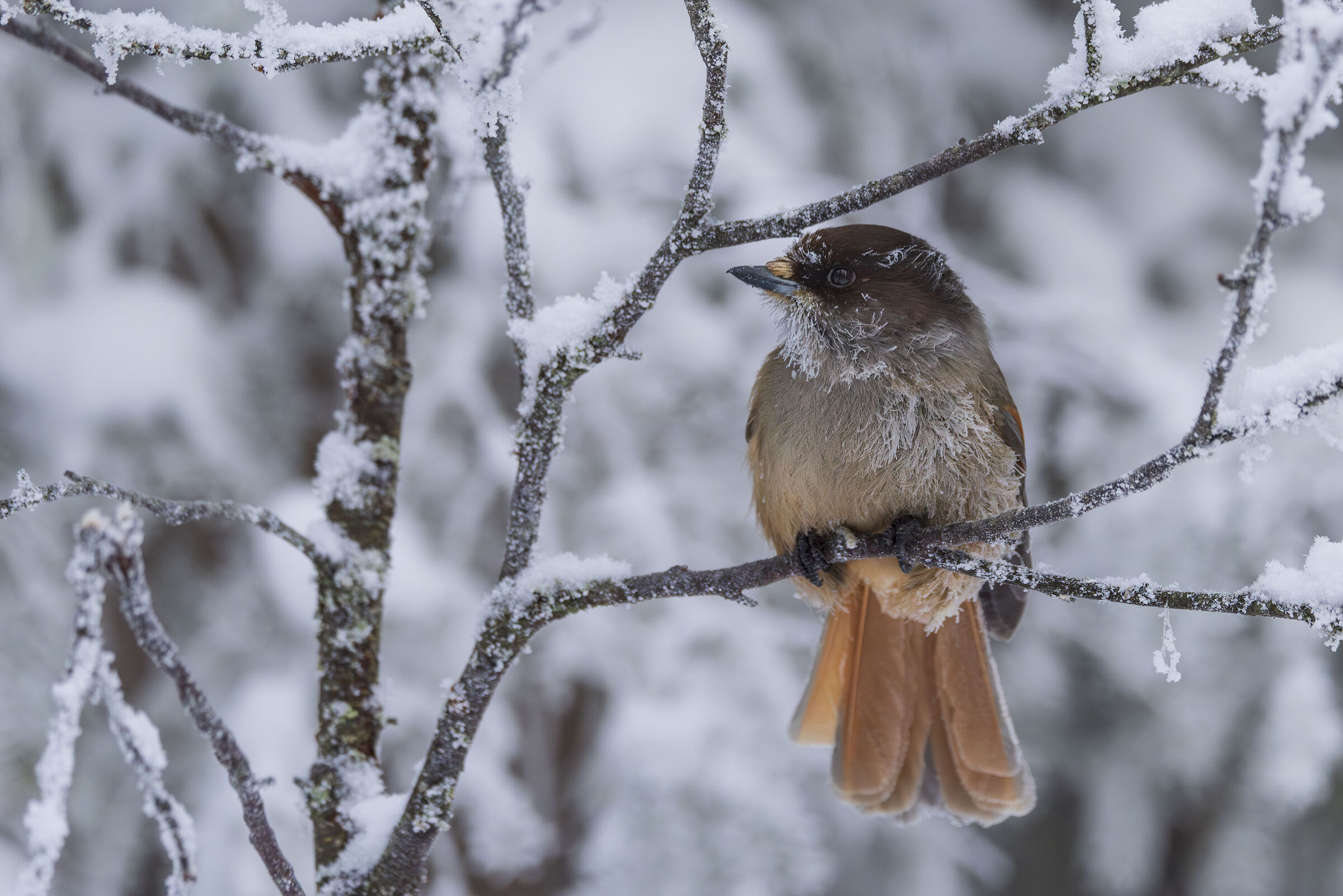 Siberian jay