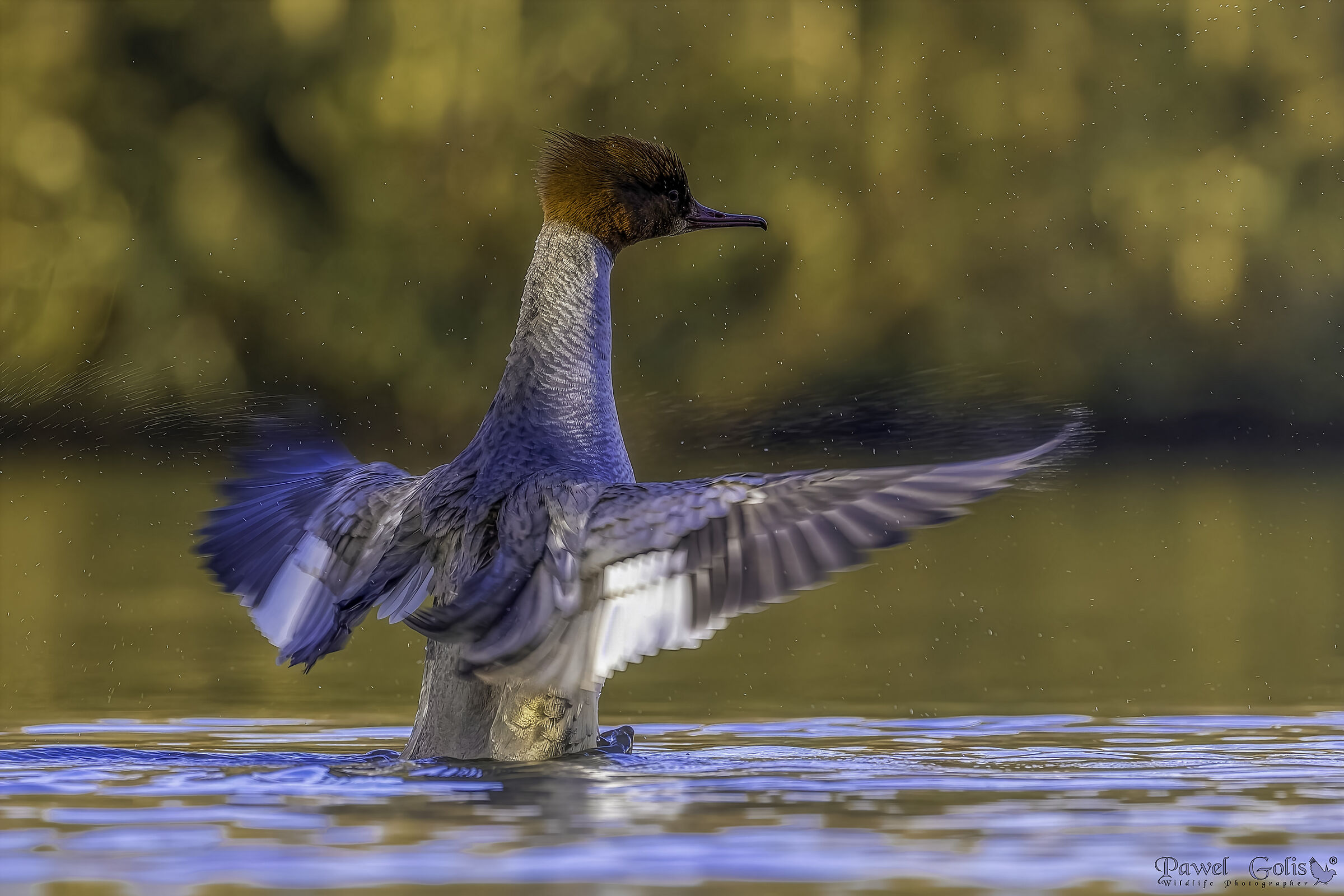Merganser comune (Mergus merganser)