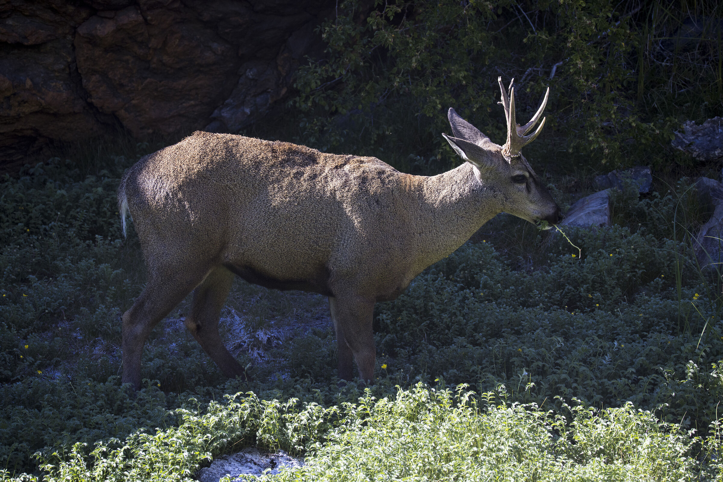 Huemul (Patagonia National Park, Chile).