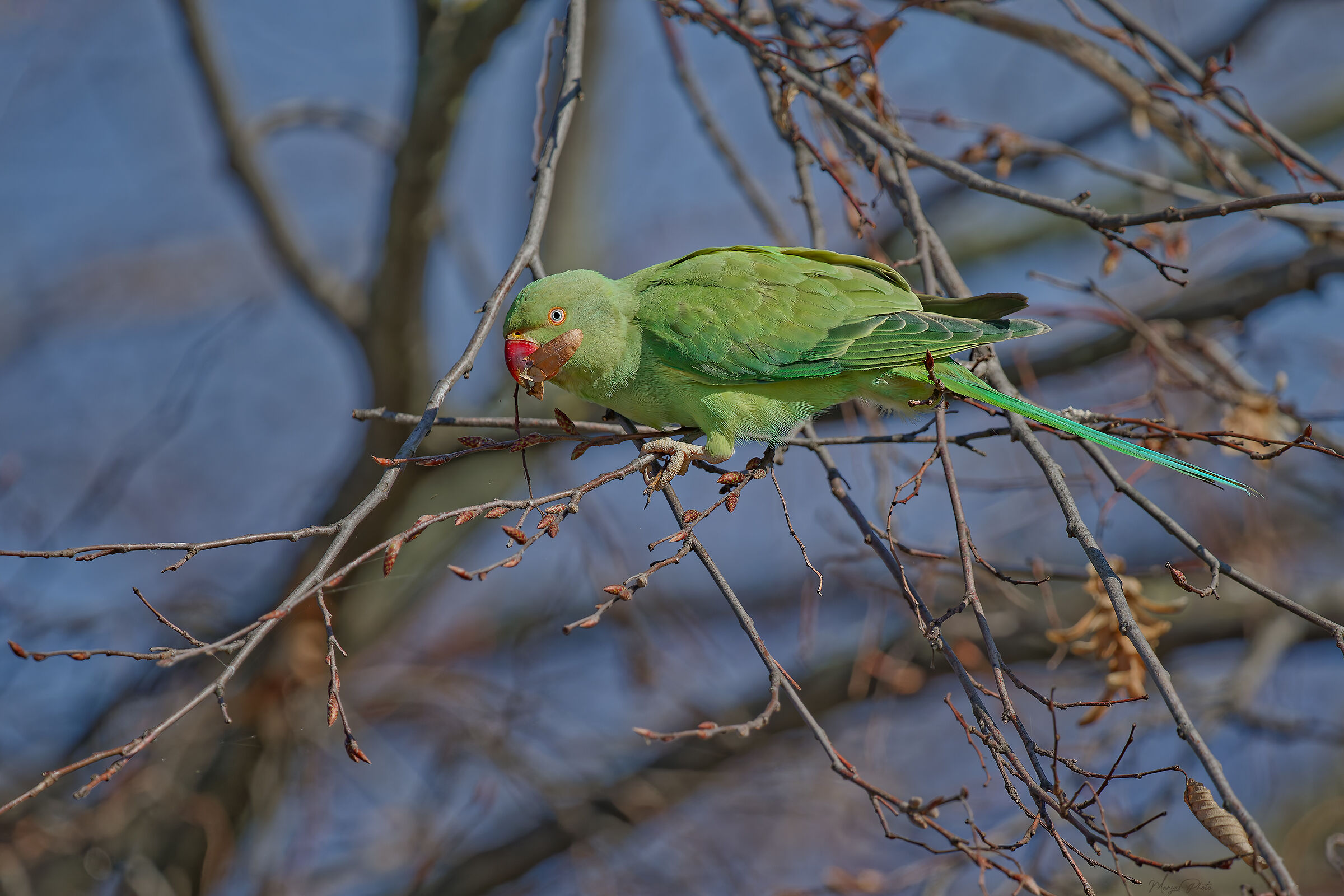 Parakeet