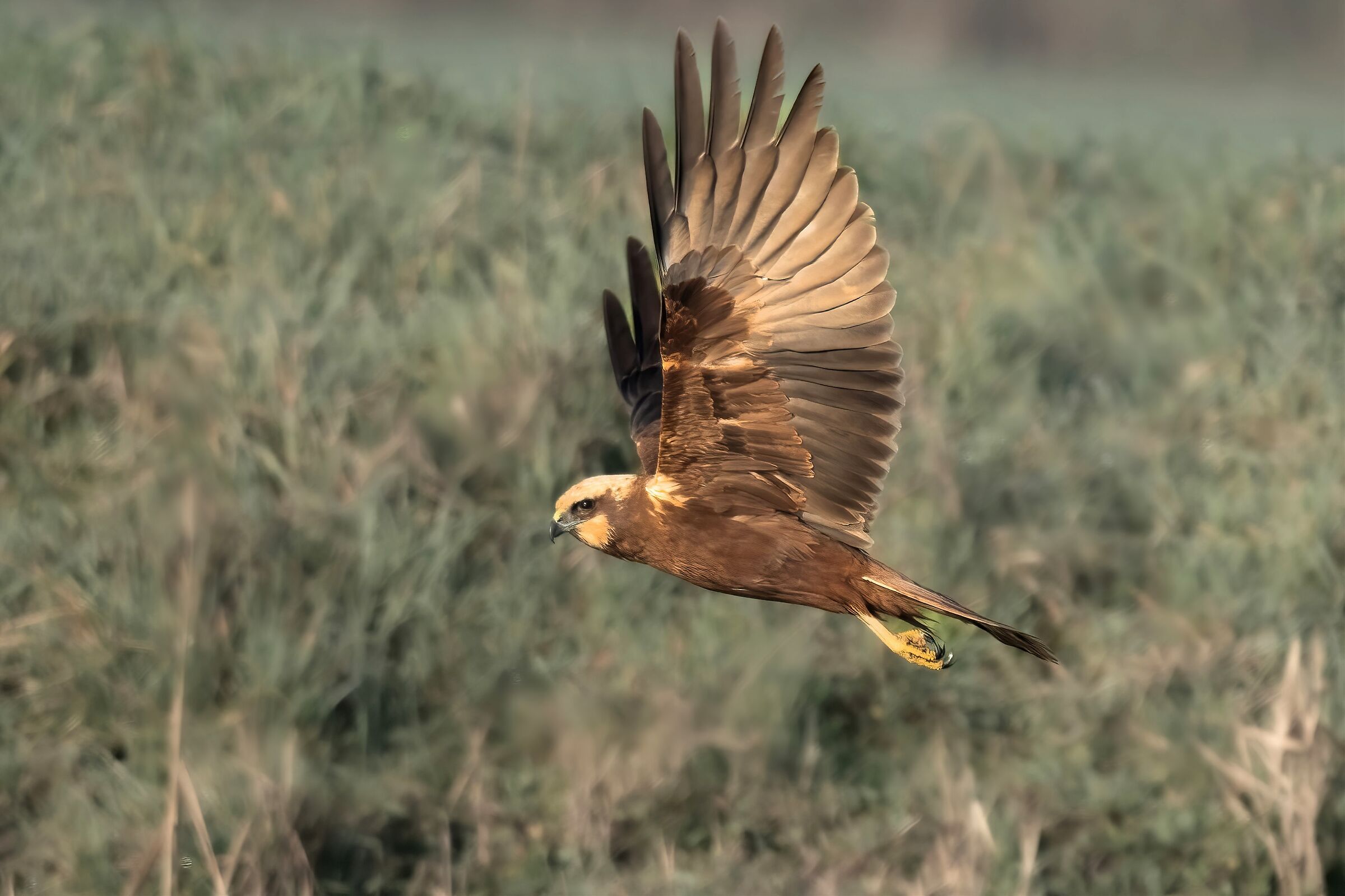 Marsh Harrier (Circus aeruginosus)