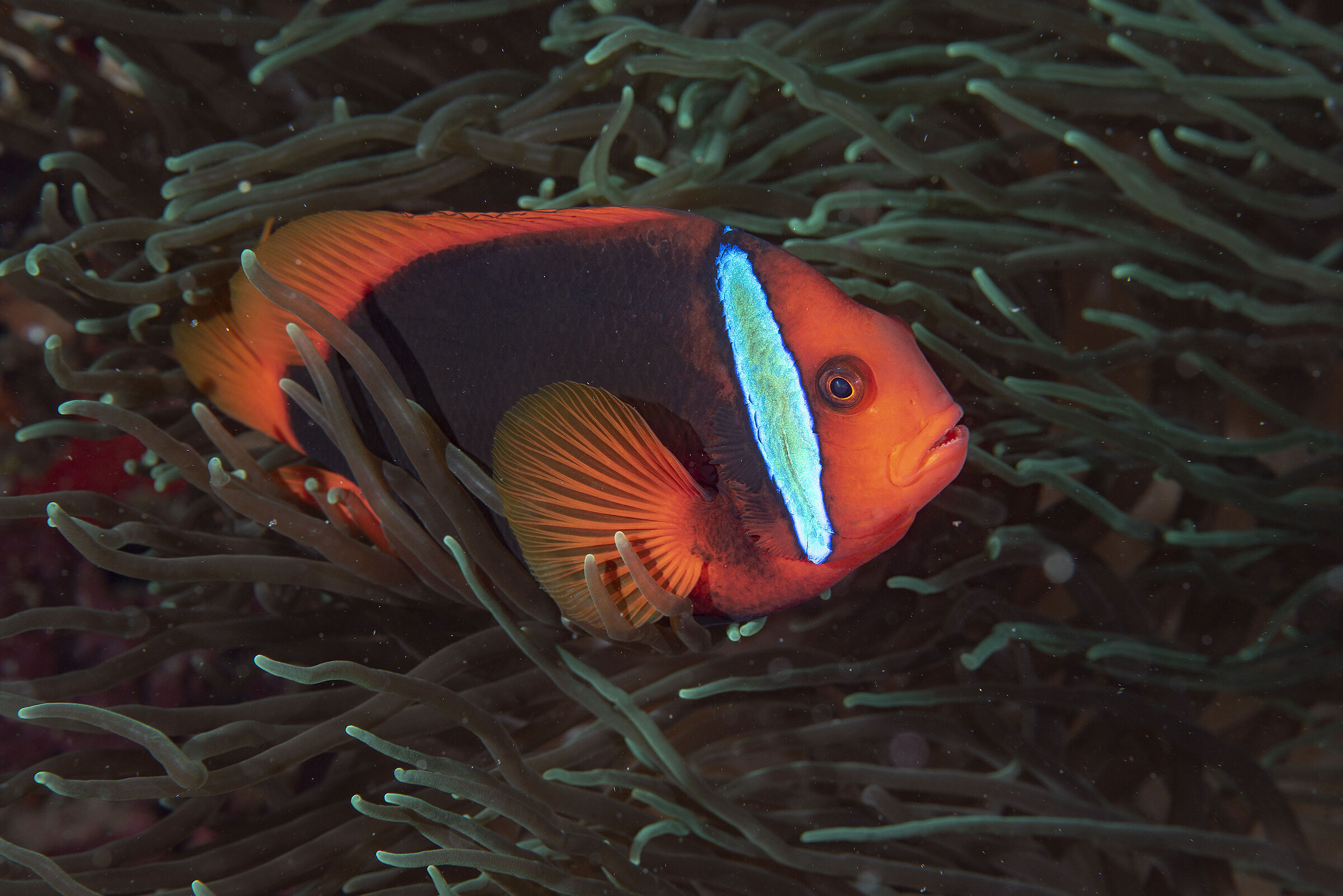 Clownfish, Amphiprion melanopus