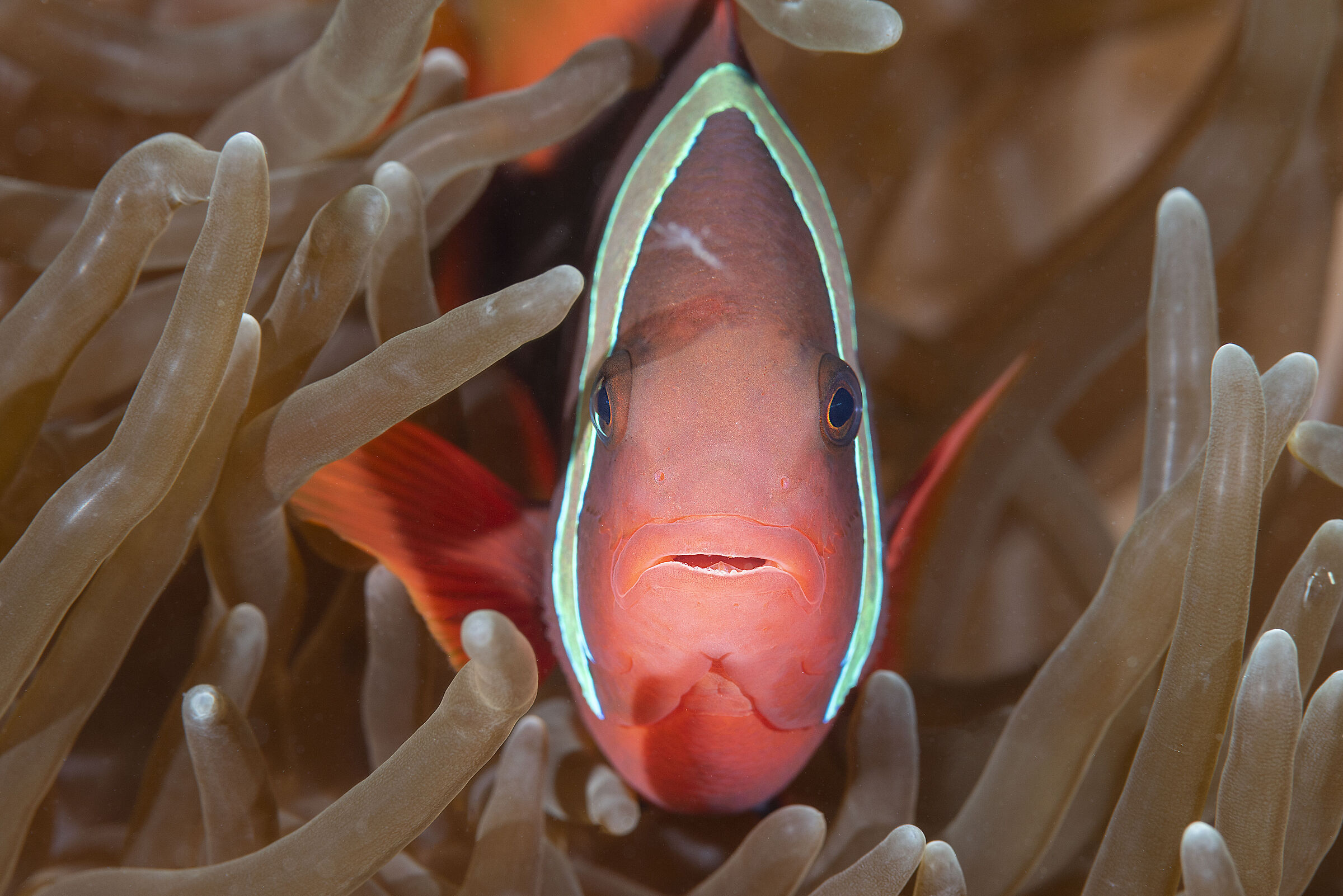 Clownfish, Amphiprion melanopus