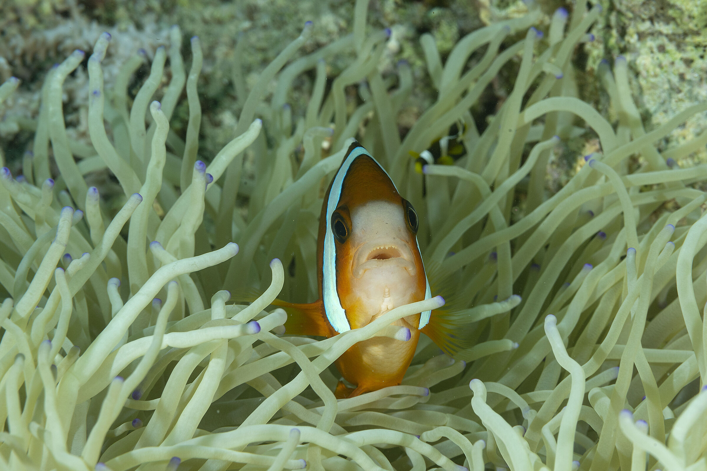 clownfish, Amphiprion akindynos