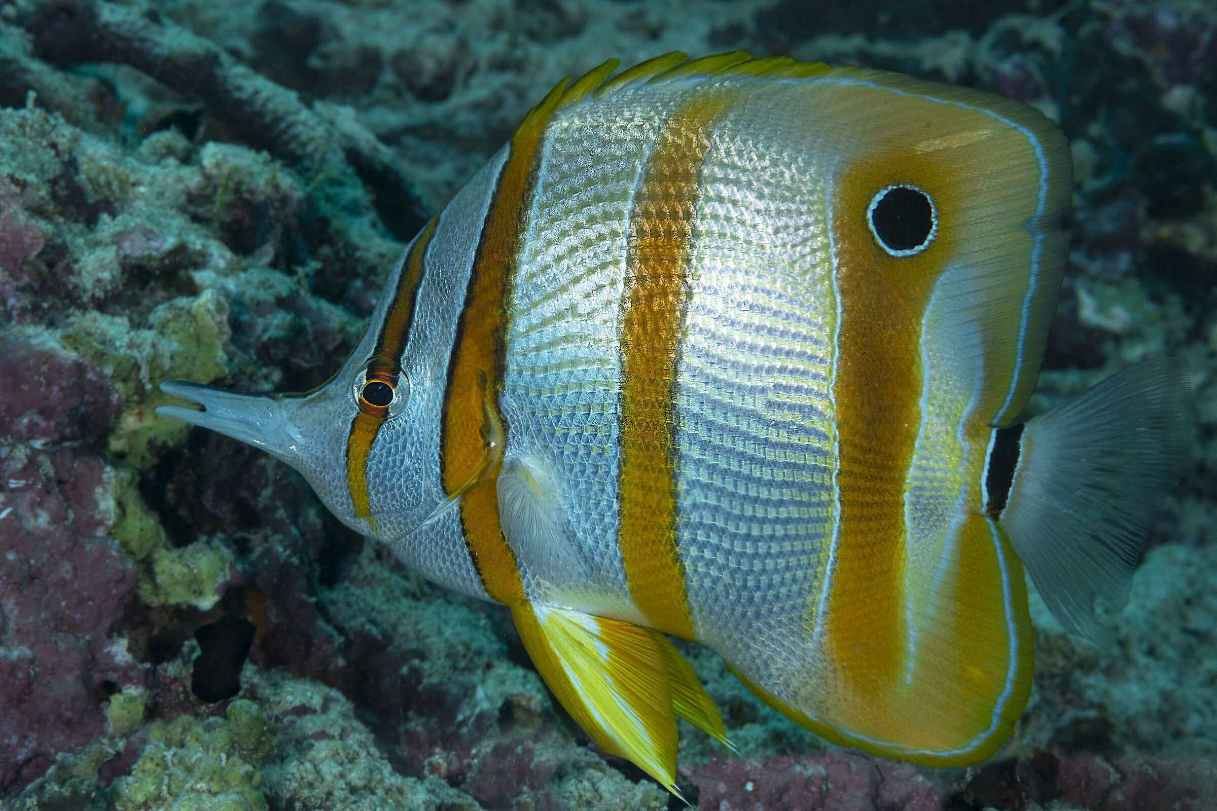Beaked butterflyfish, Chelmon rostratus