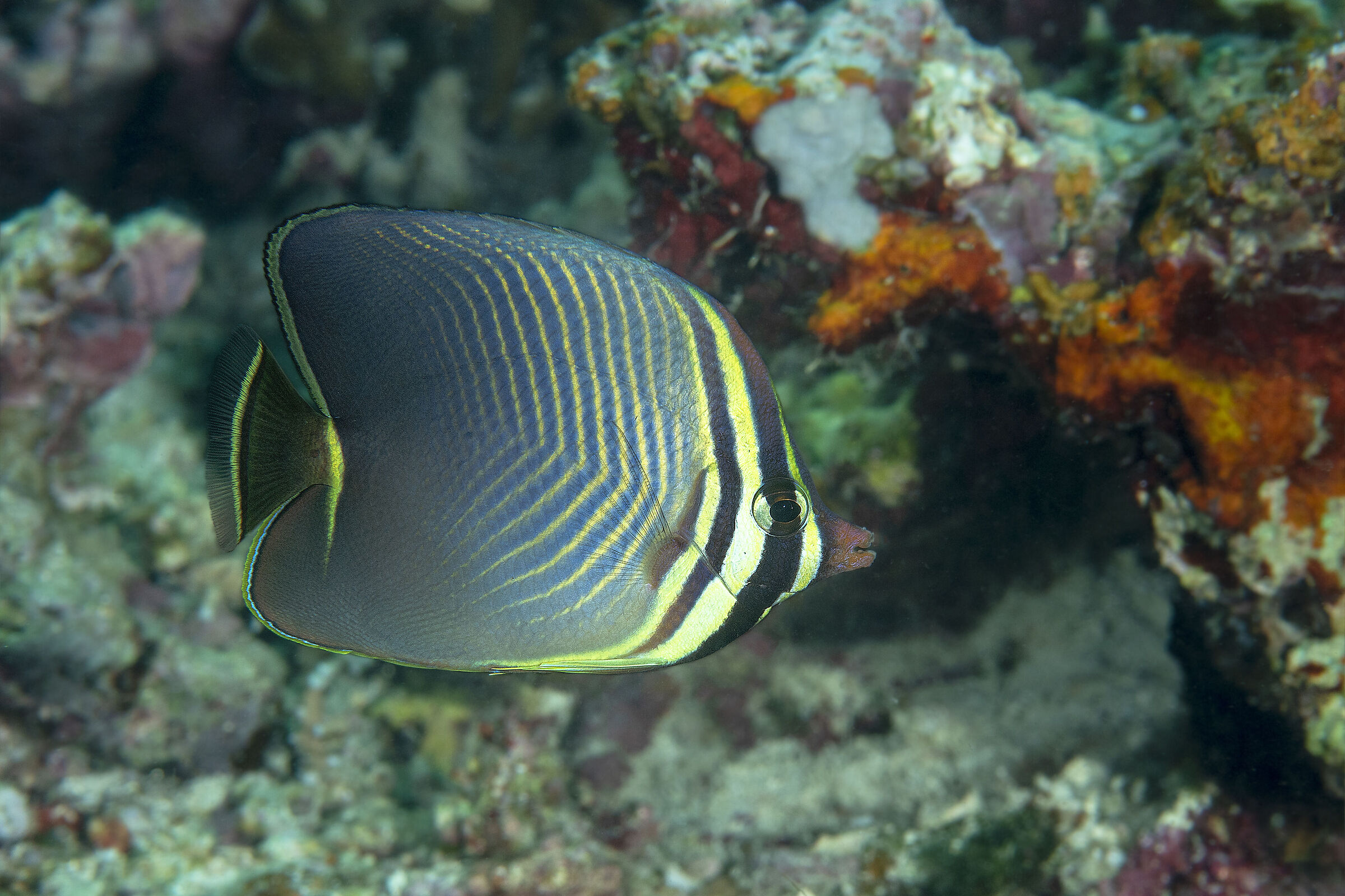 Butterflyfish, Chaetodon baroness,