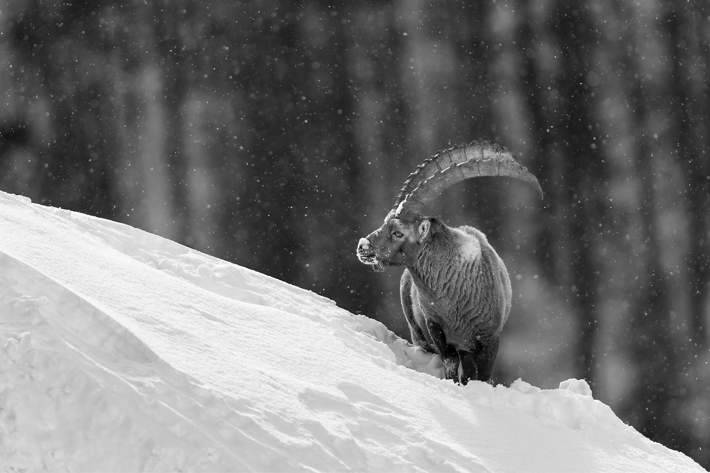 Ibex - Gran Paradiso National Park - Piedmont