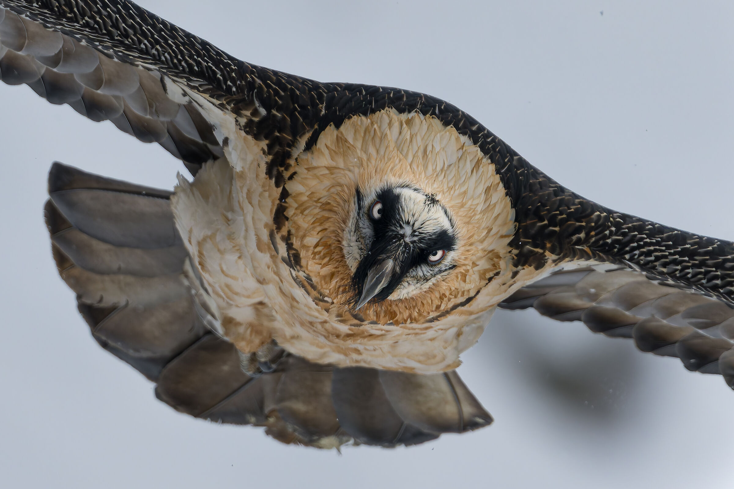 Gypaetus Barbatus - Gran Paradiso National Park