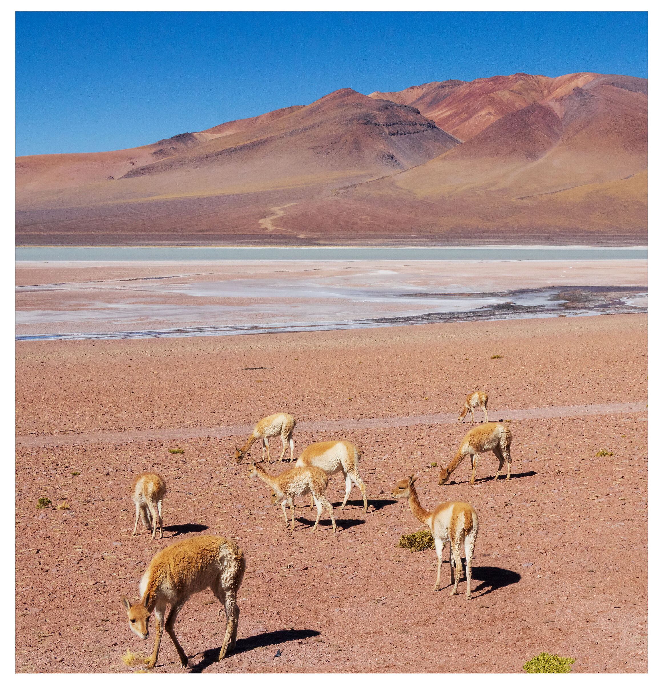 Vicuñas