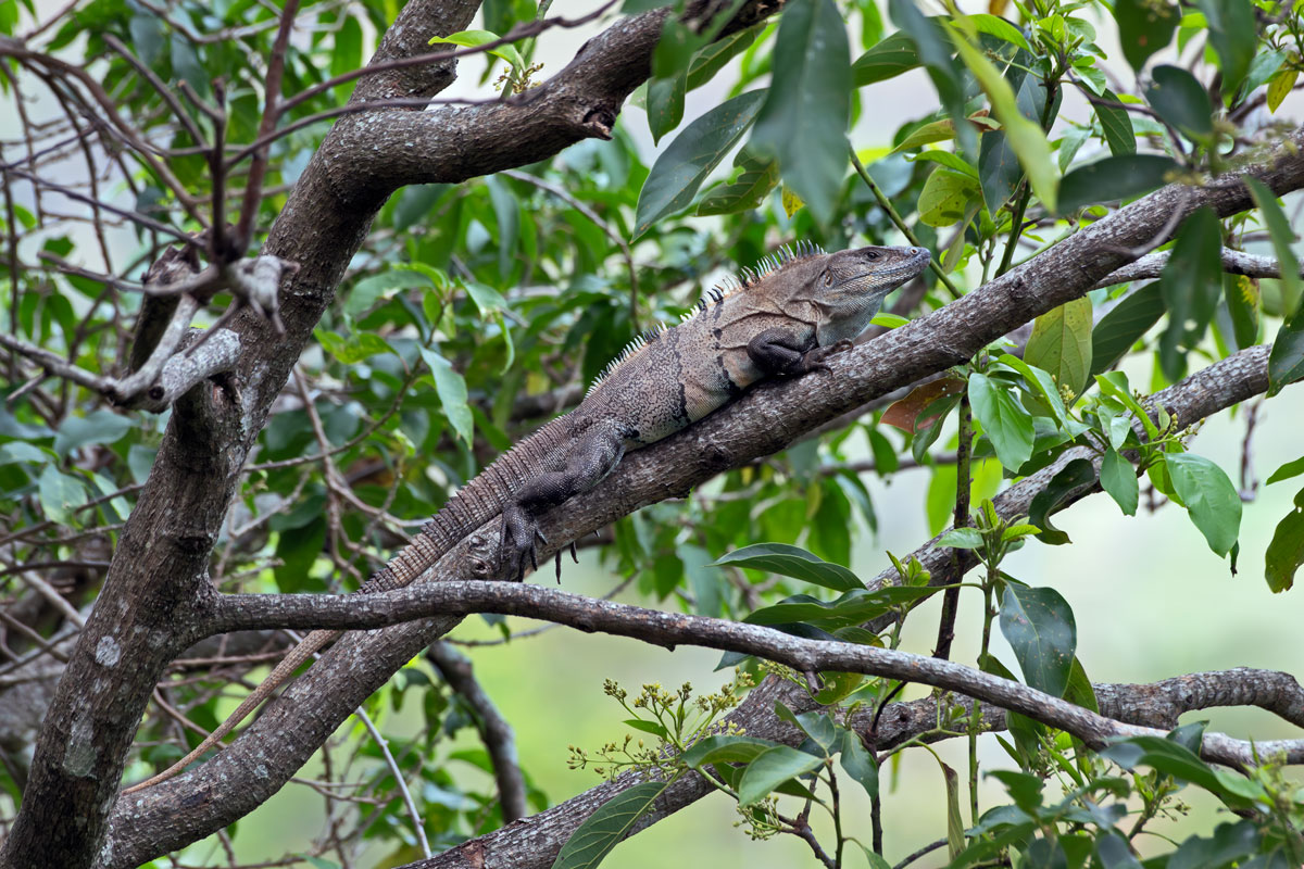 Iguana nera