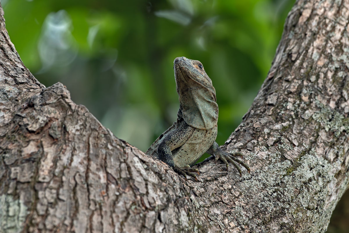 Iguana nera