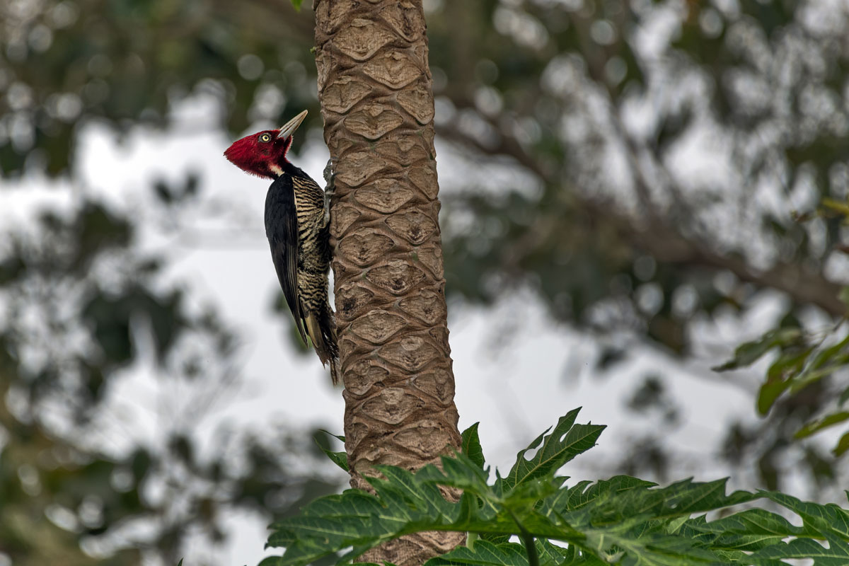 Picchio del Guatemala