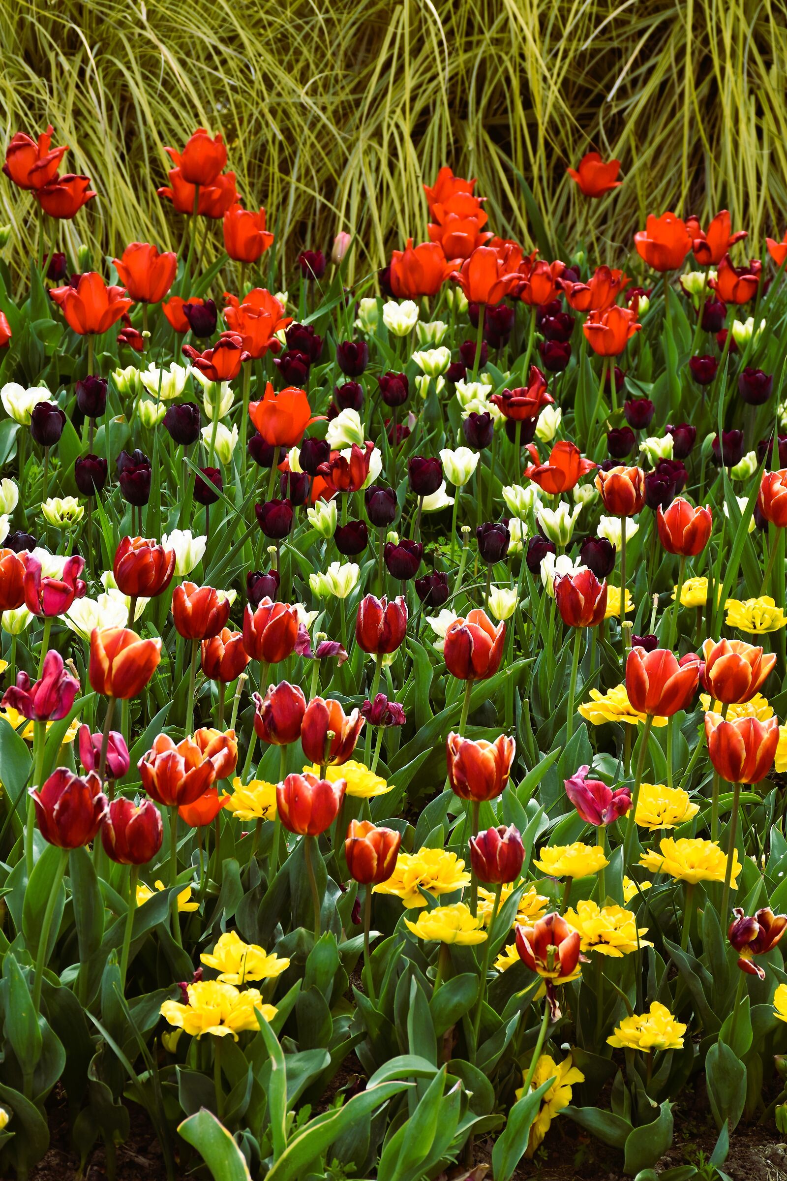 Tulips