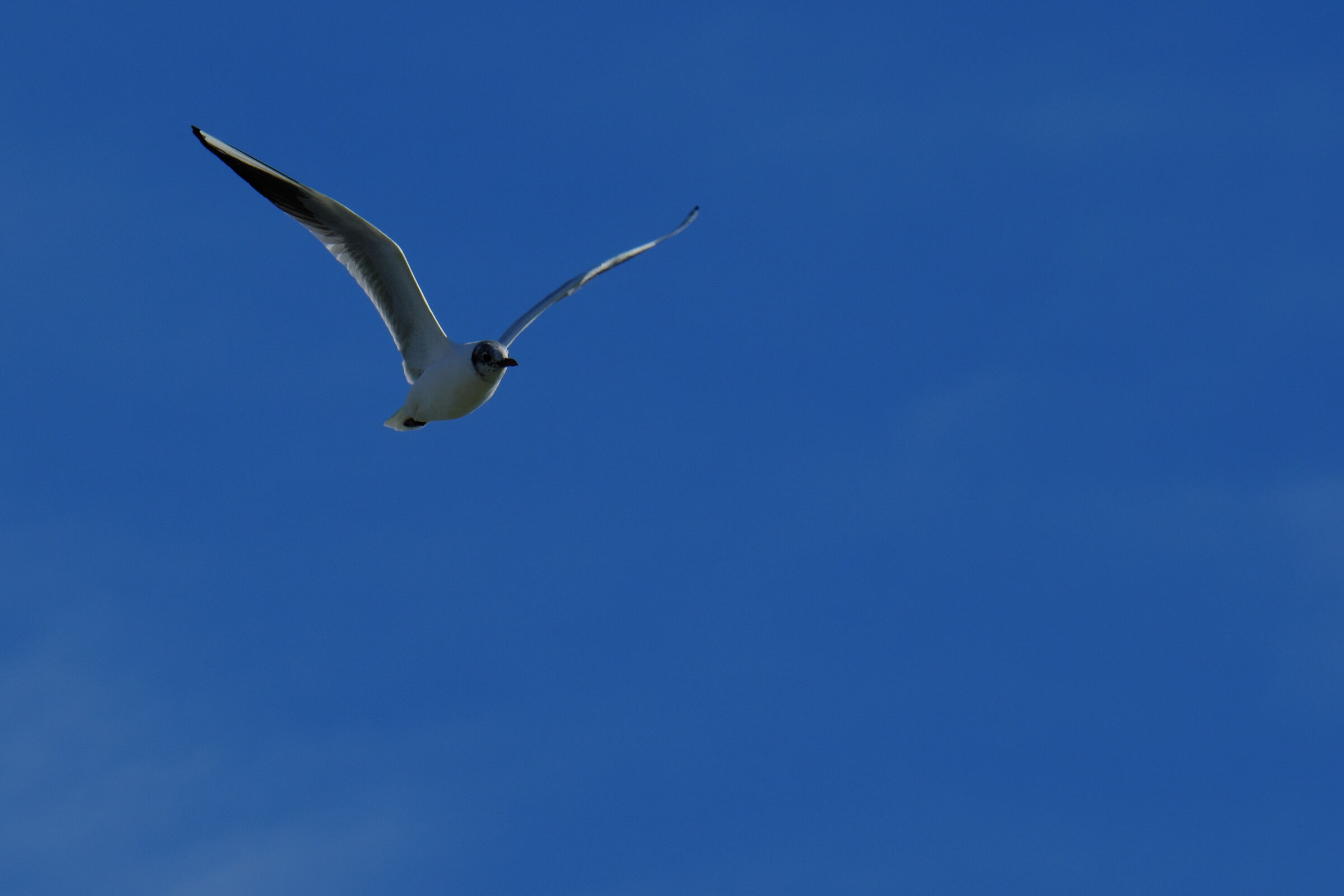 Into the blue
