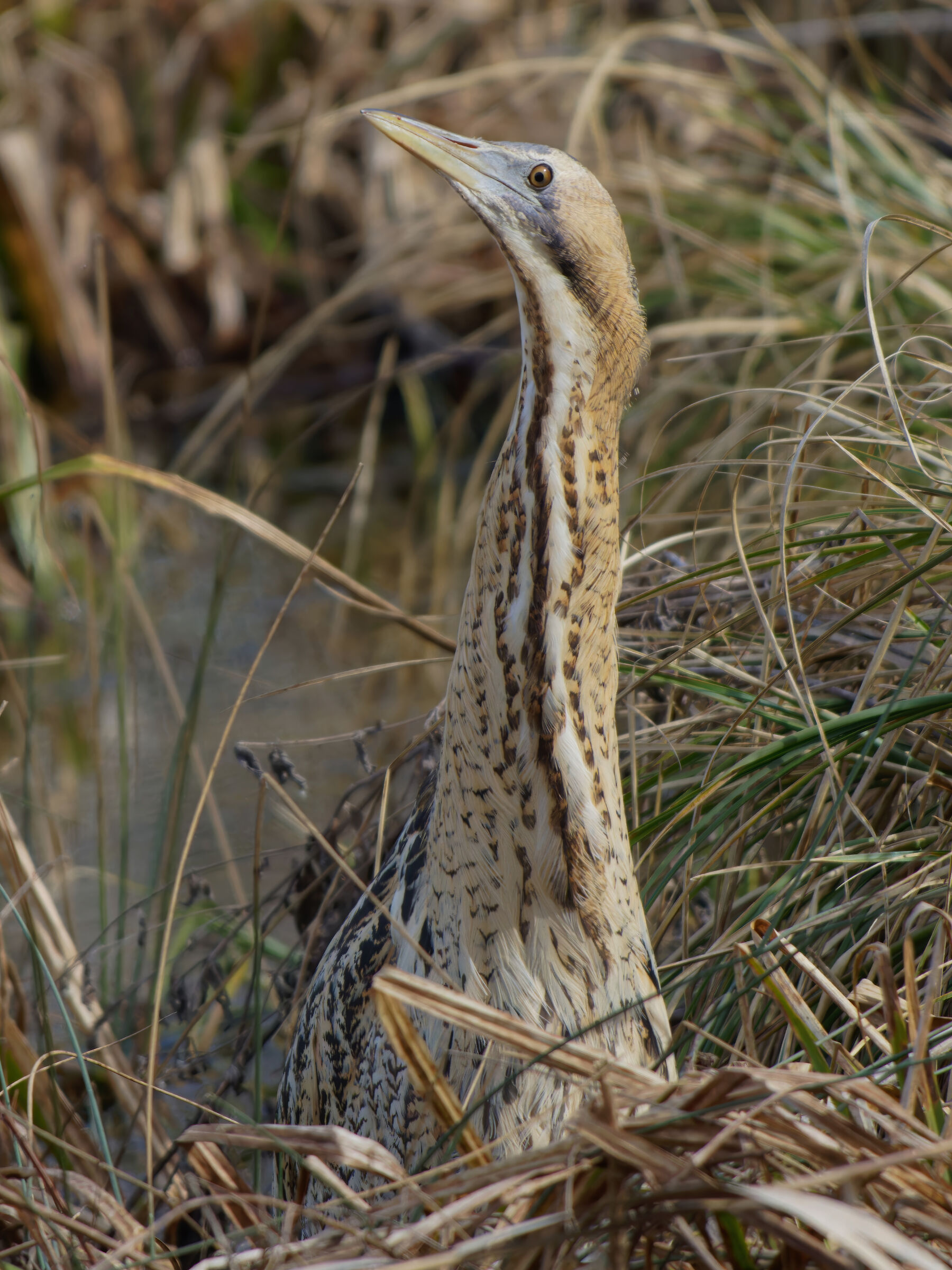 Bittern