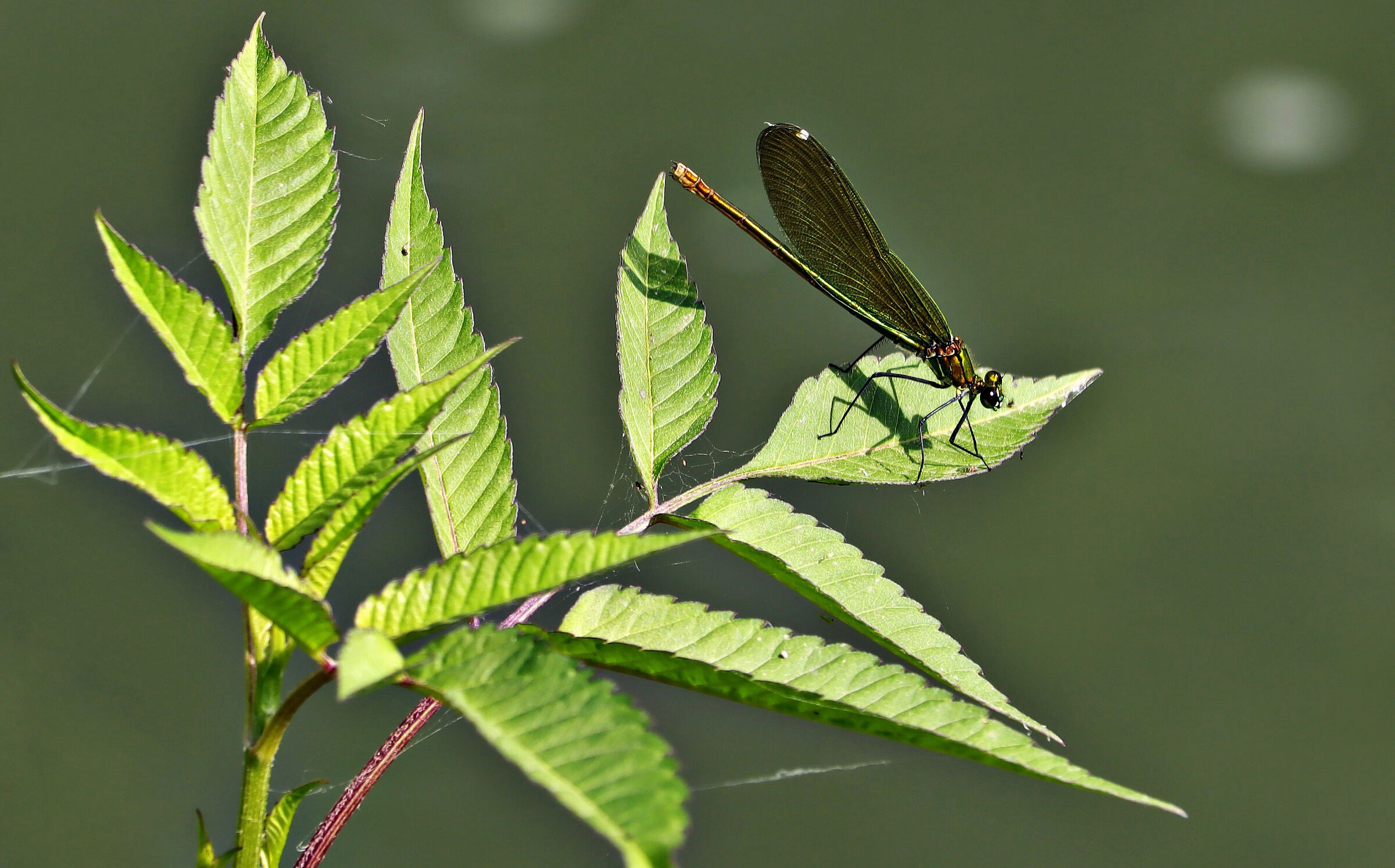 Dragonfly