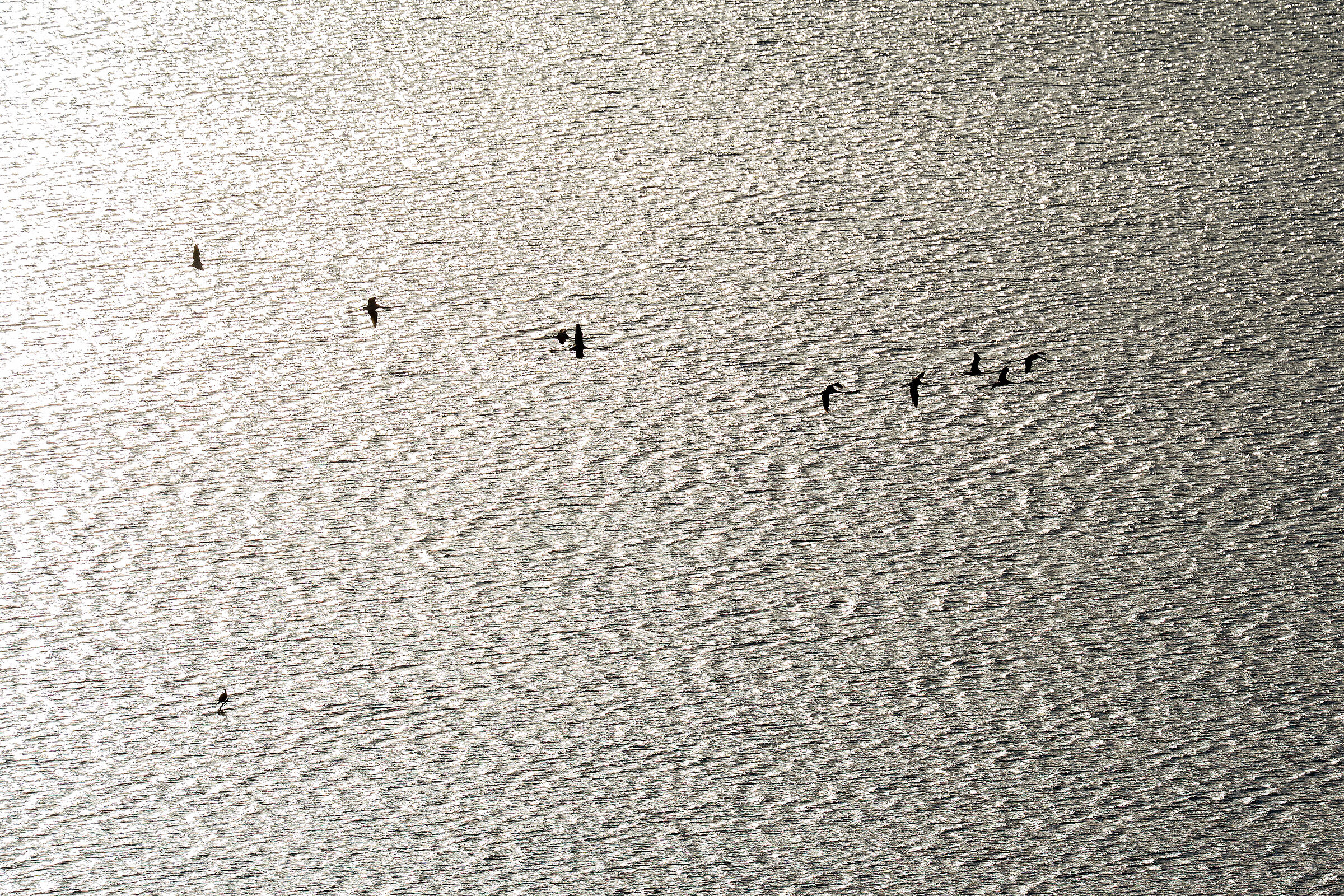 Waves of light - flamingo