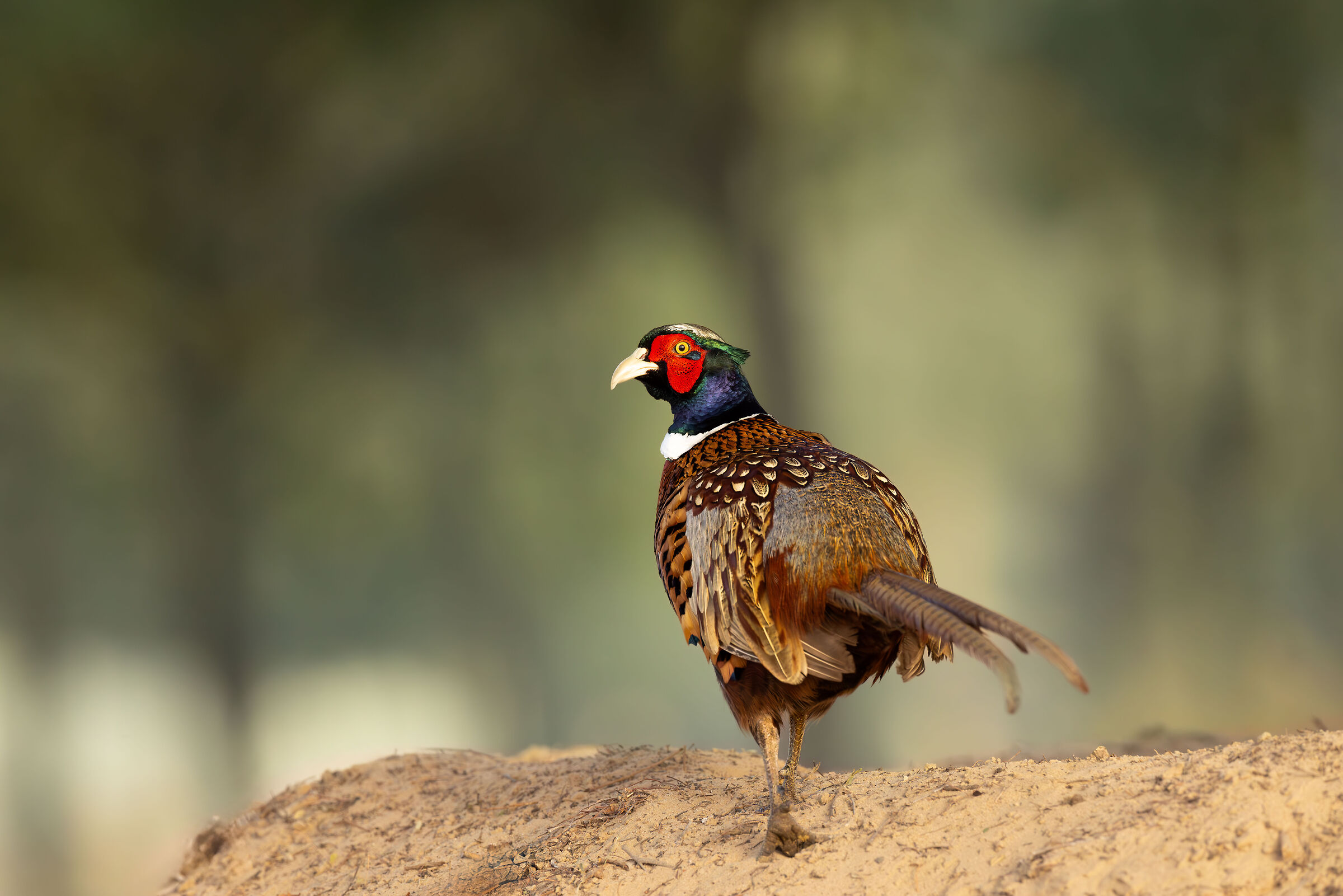 Fagiano dal collo ad anelli