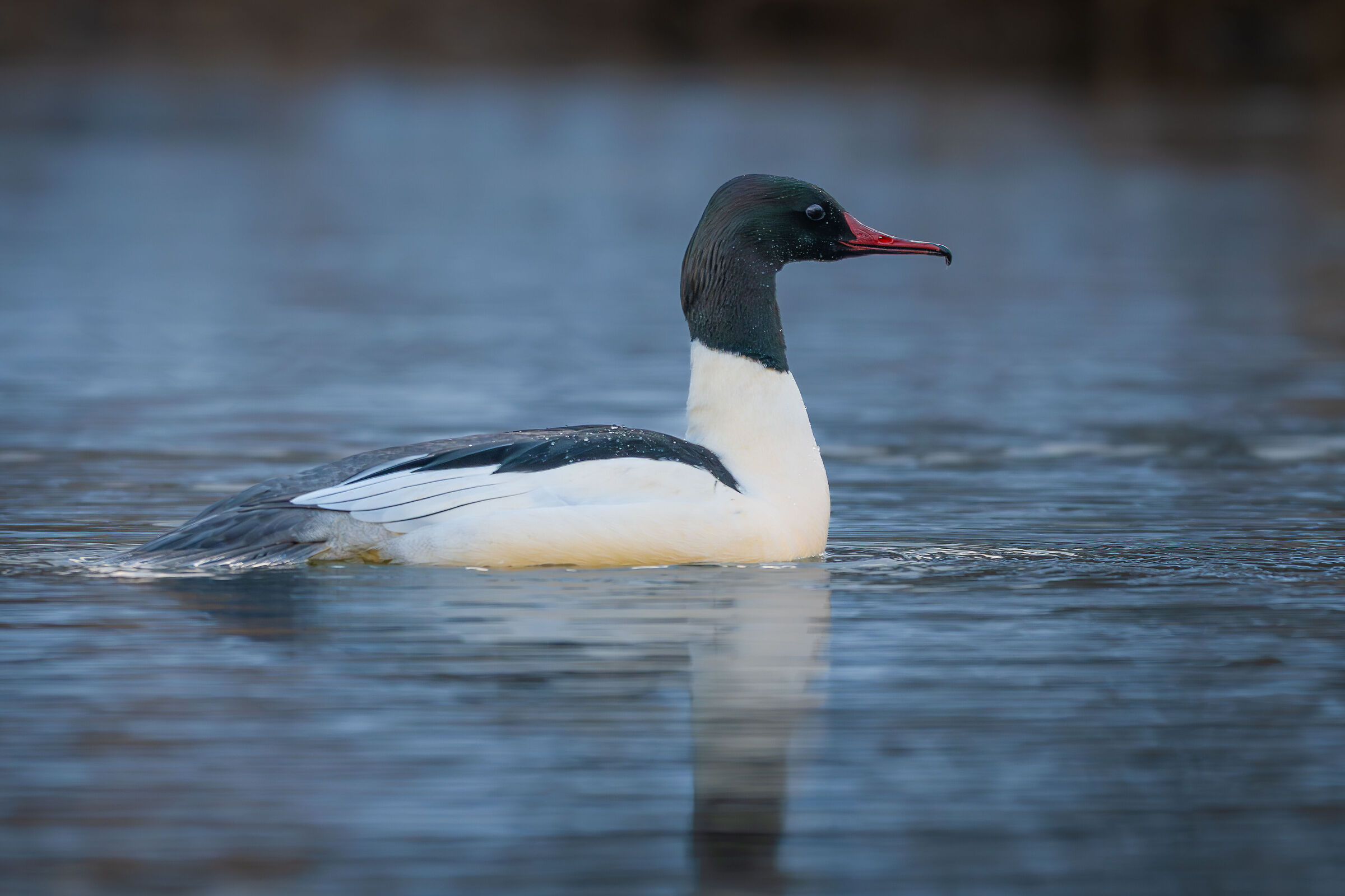 Mergus merganser