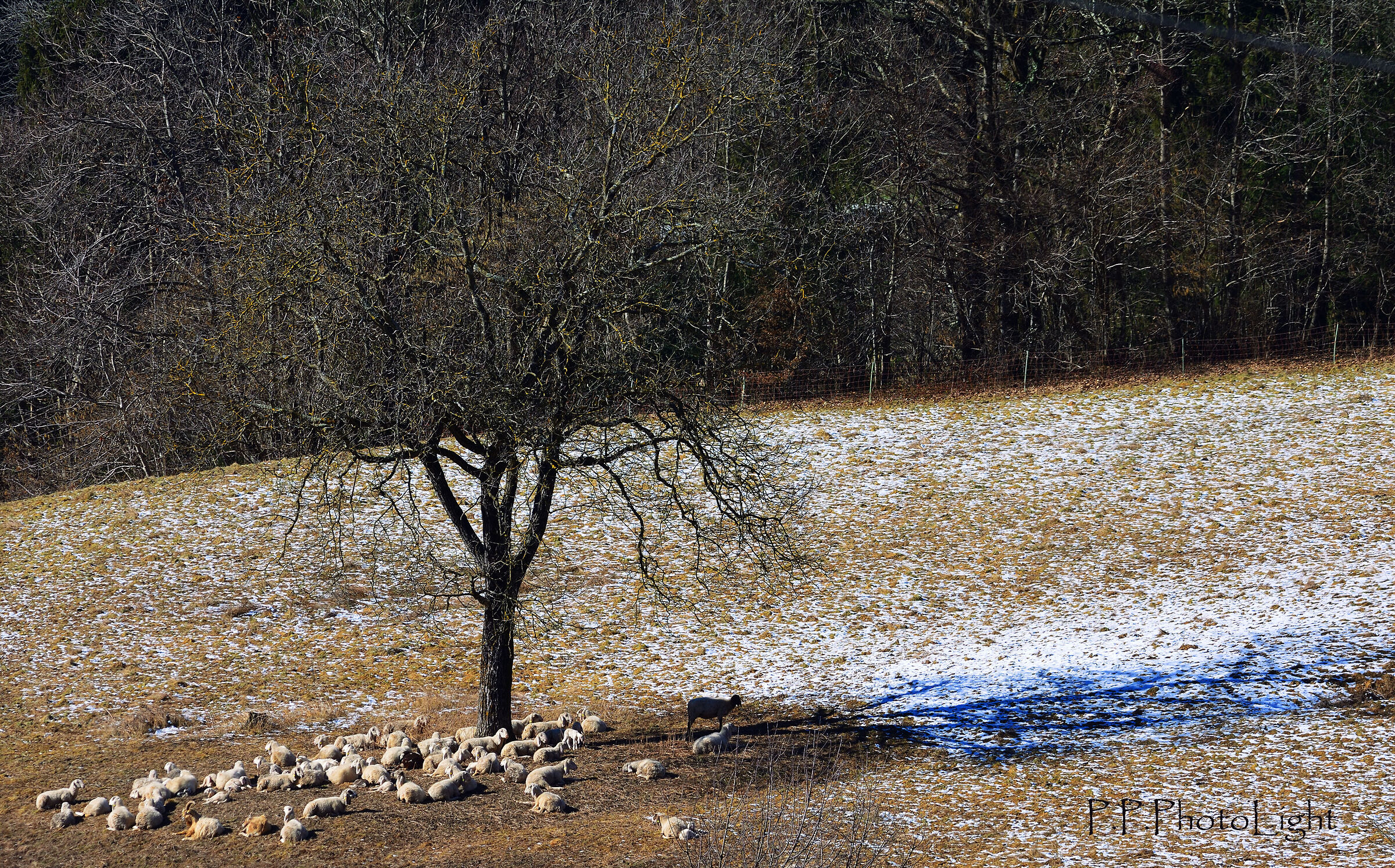 Winter pasture
