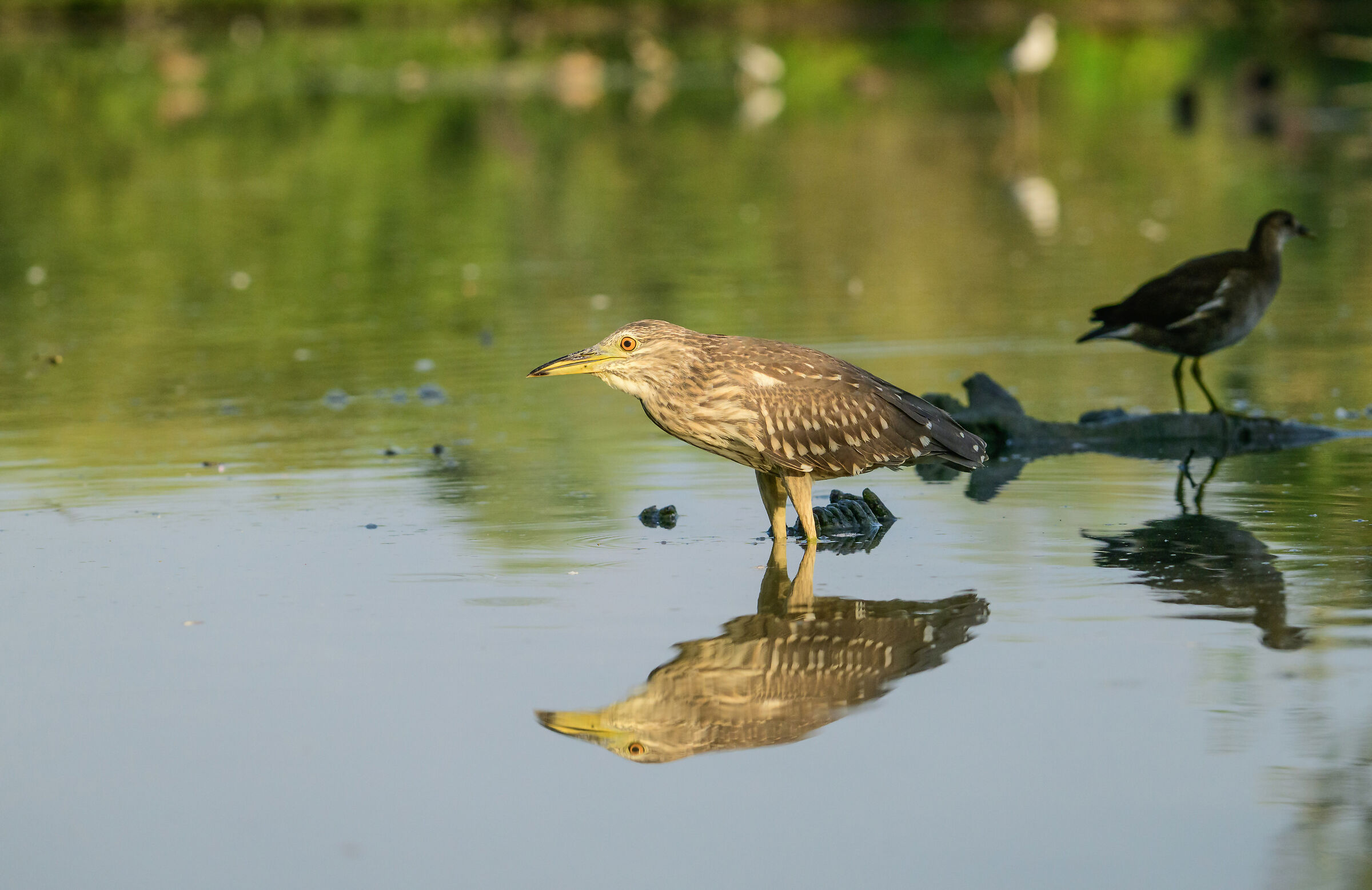 Young night heron