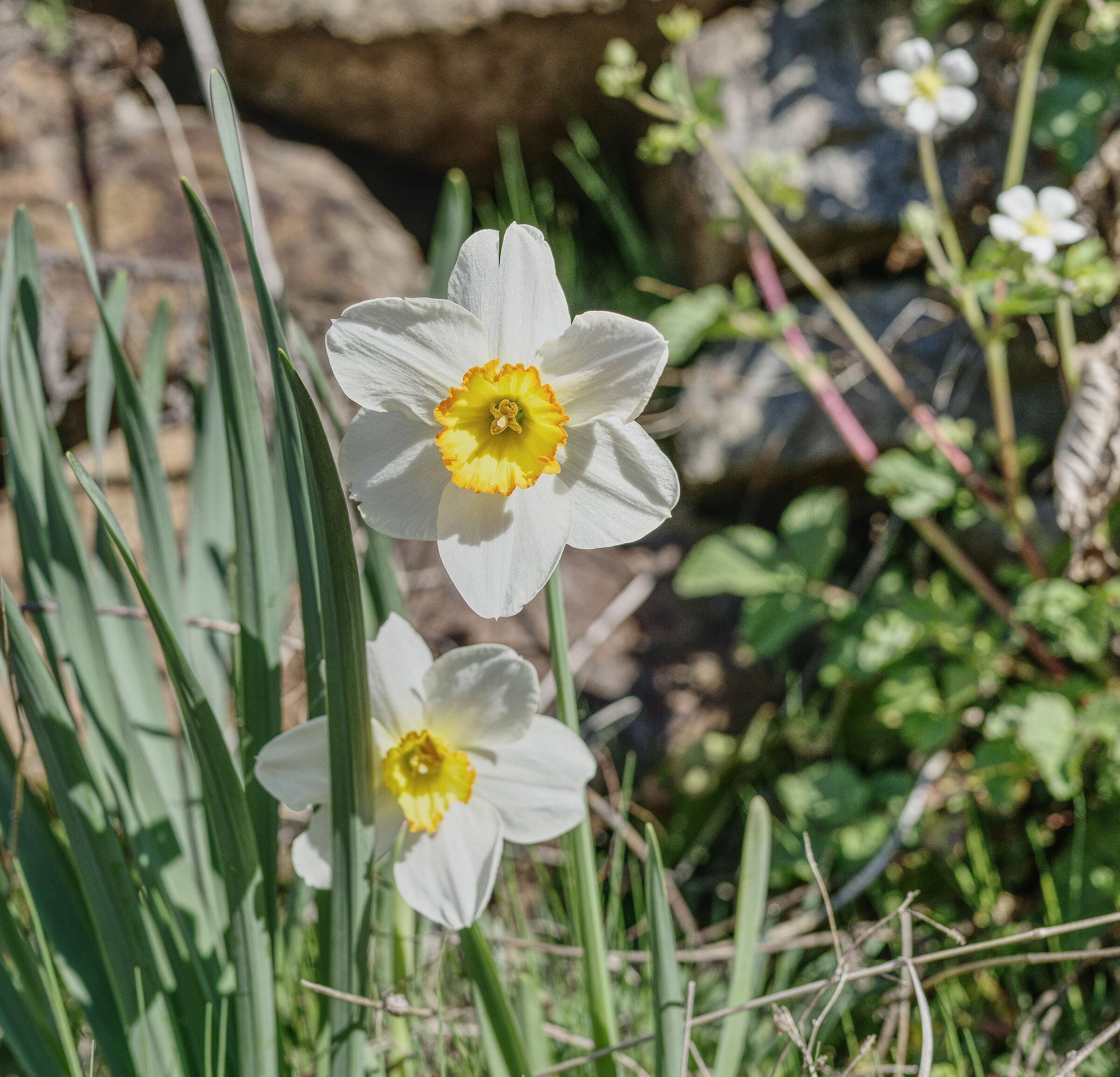 Biflorus Narcissus